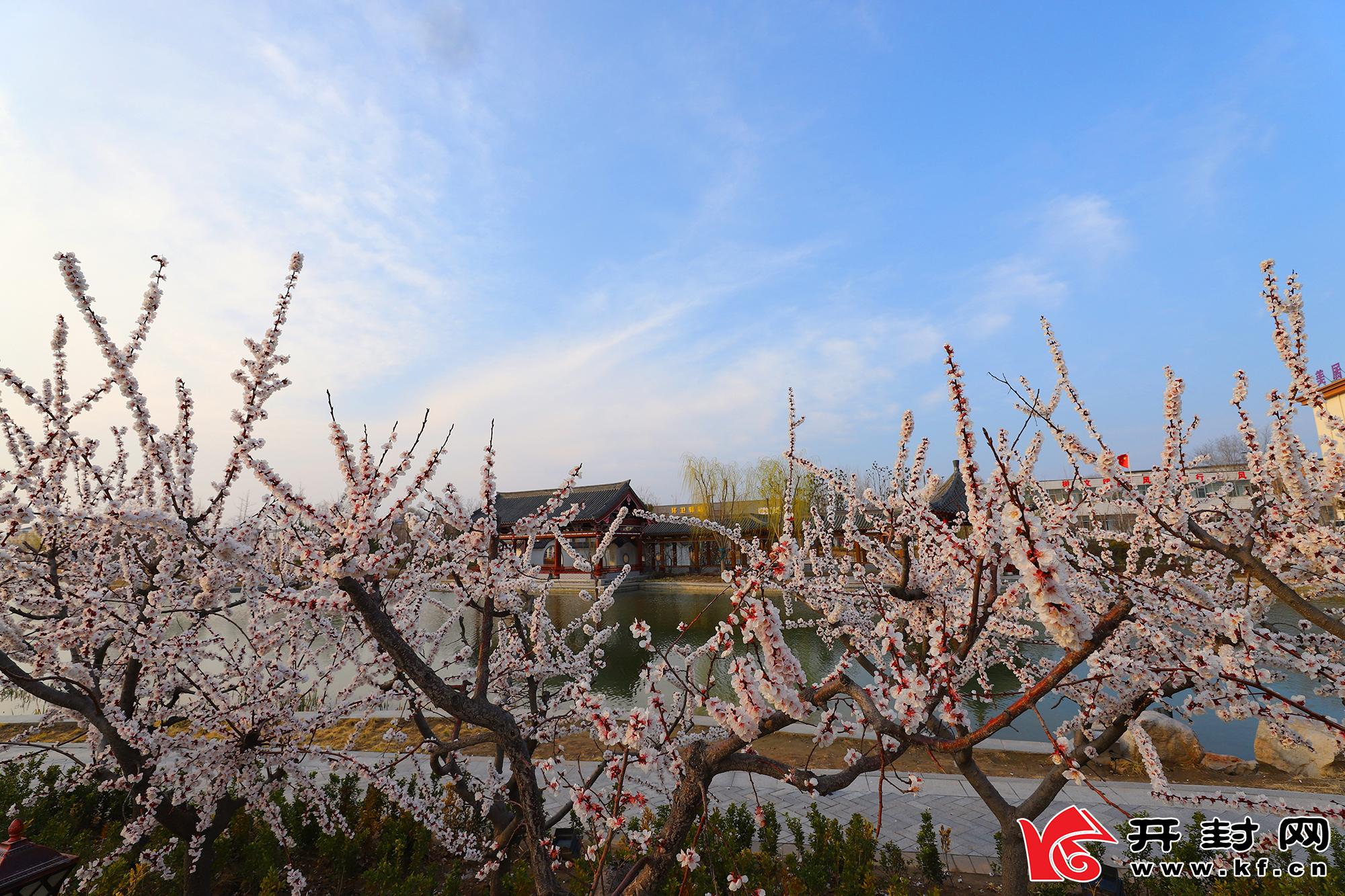 随着春天的到来,北方水城的汴梁城处处是美景.全媒体记者 赵文建 摄