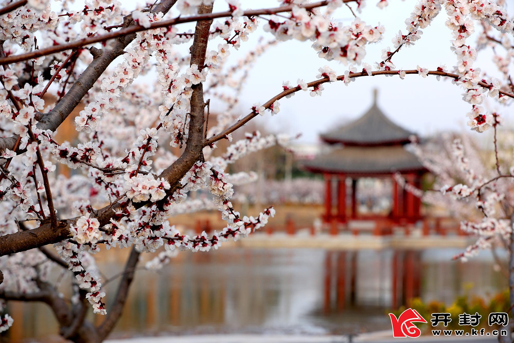 随着春天的到来,北方水城的汴梁城处处是美景.全媒体记者 赵文建 摄