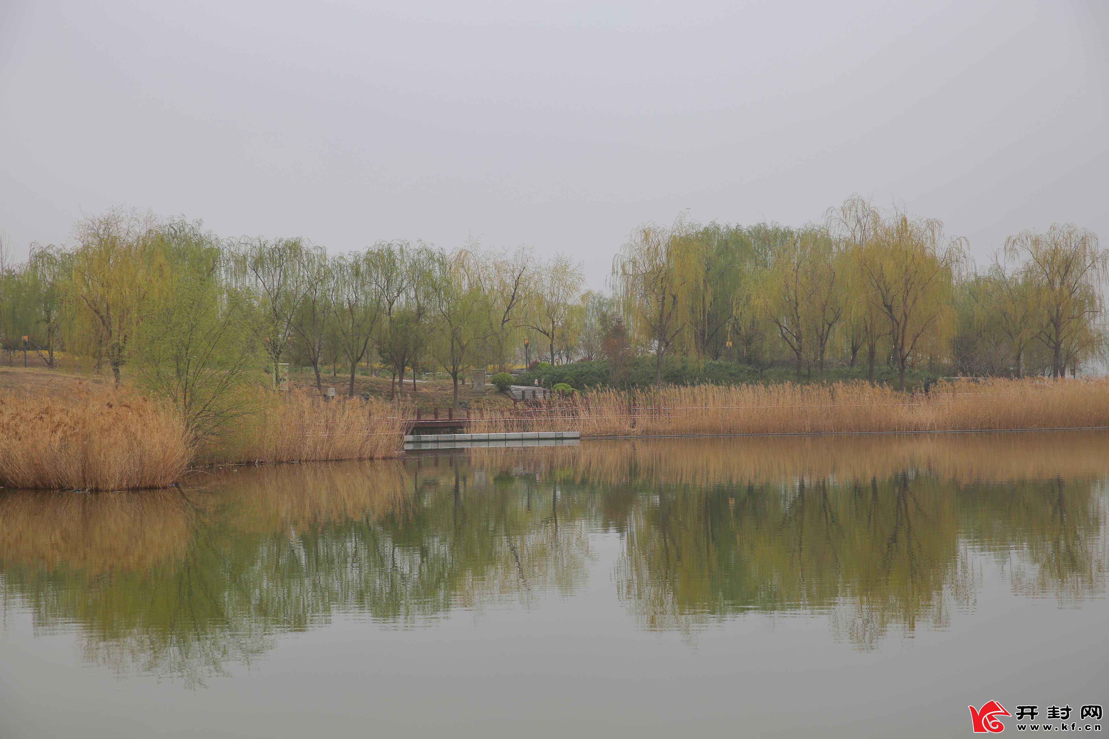 3月11日,一场春雨过后,空气清新怡人,开封西湖公园内,绿树环绕,木亭