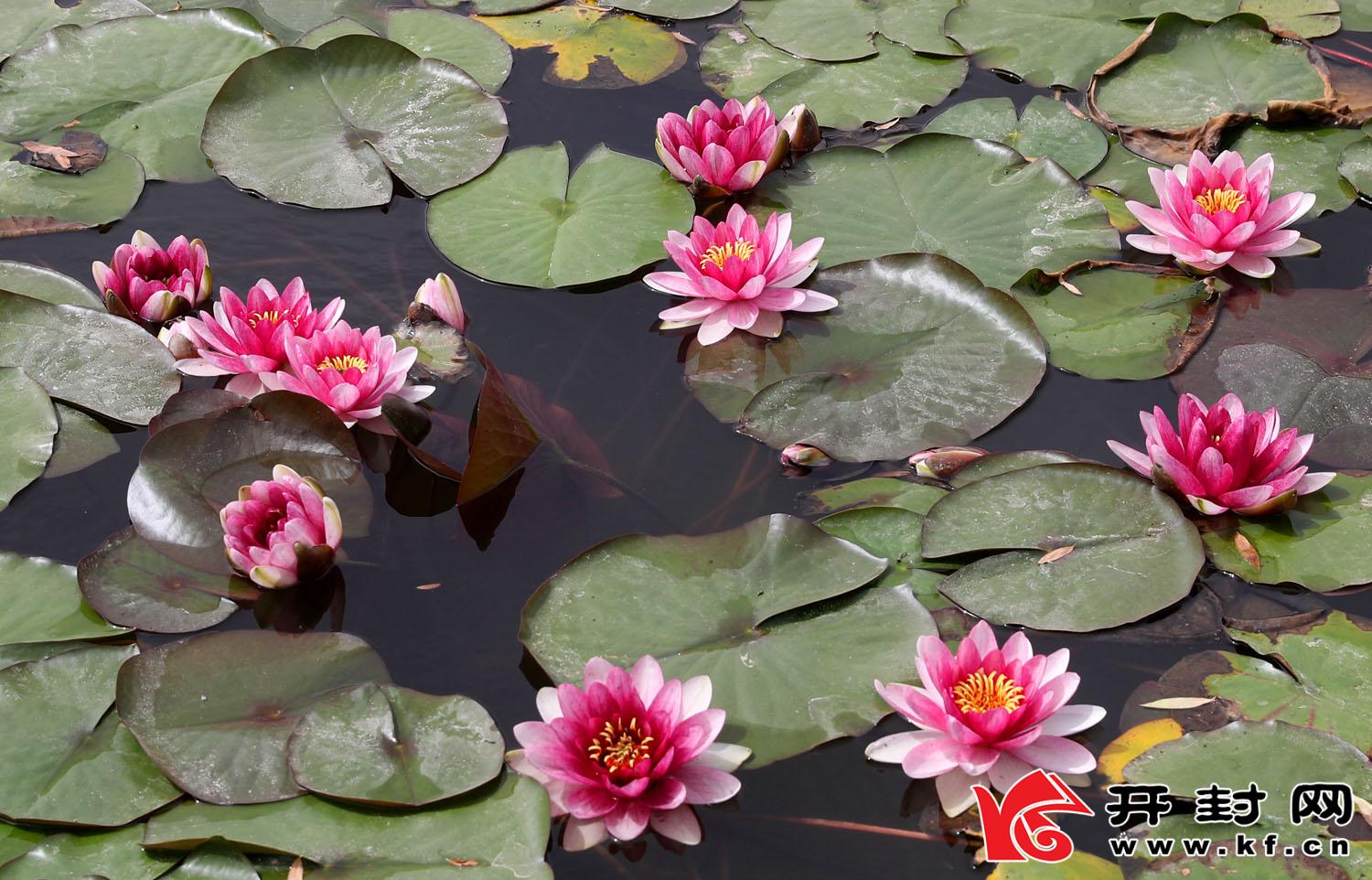 红的,白的睡莲花竞相开放,构成了一幅美丽的河岸风景