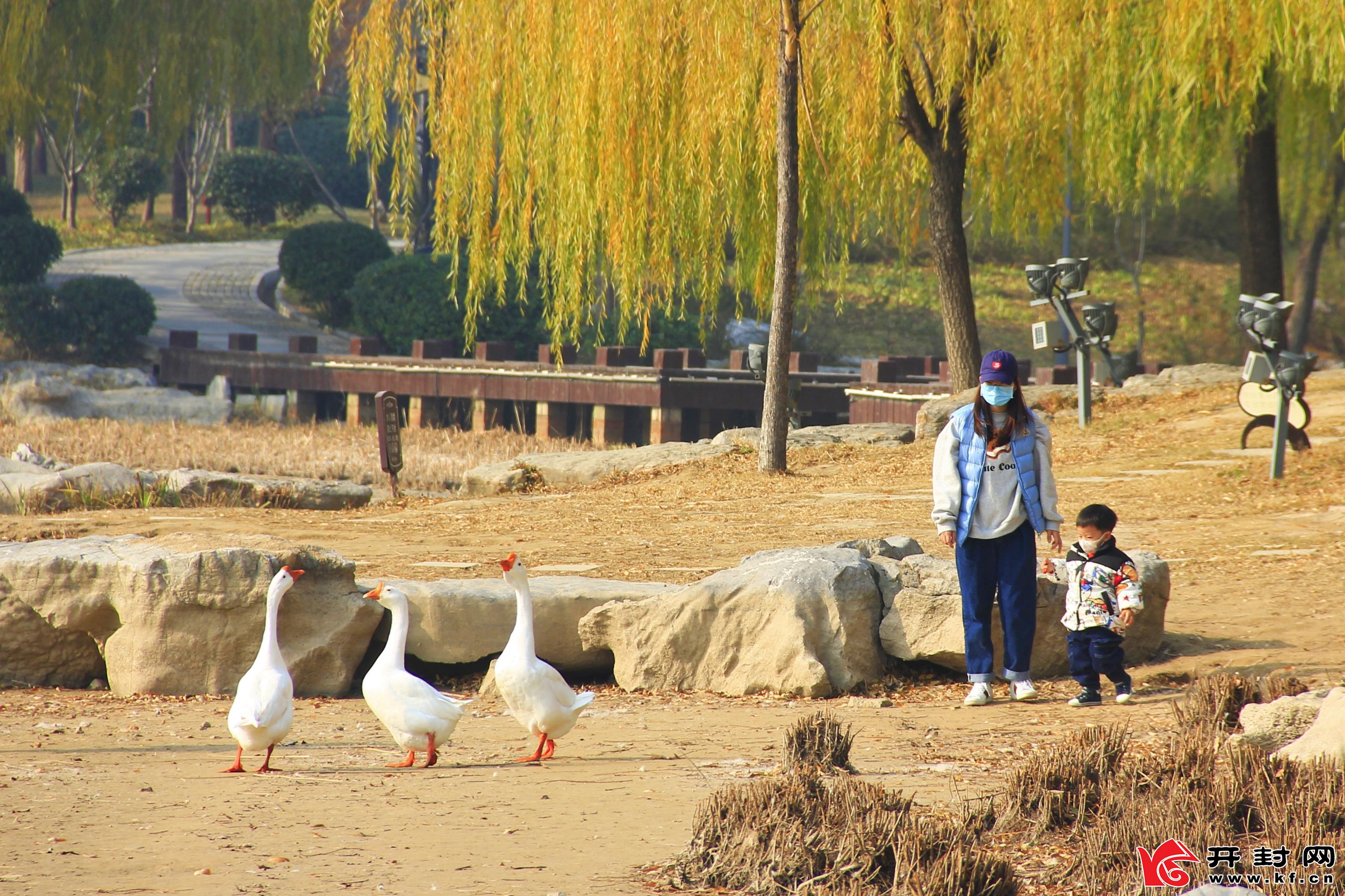 11月26日，在黑岗口调蓄水库，不少水禽在水中、岸边嬉戏，悠闲自在，吸引了不少市民驻足欣赏，成为暖阳下美丽的风景。        全媒体见习记者 李浩 摄