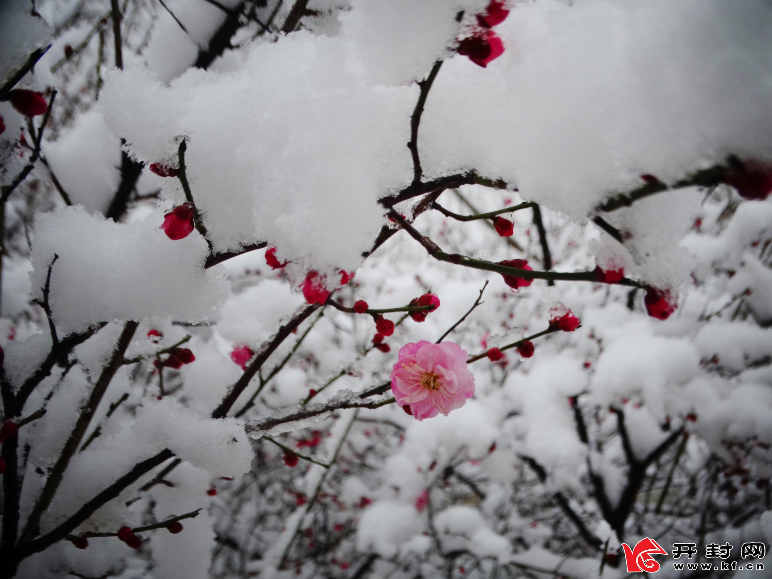 1月5日，一场雪后，古城银装素裹，分外妖娆。全媒体记者 李俊生 摄