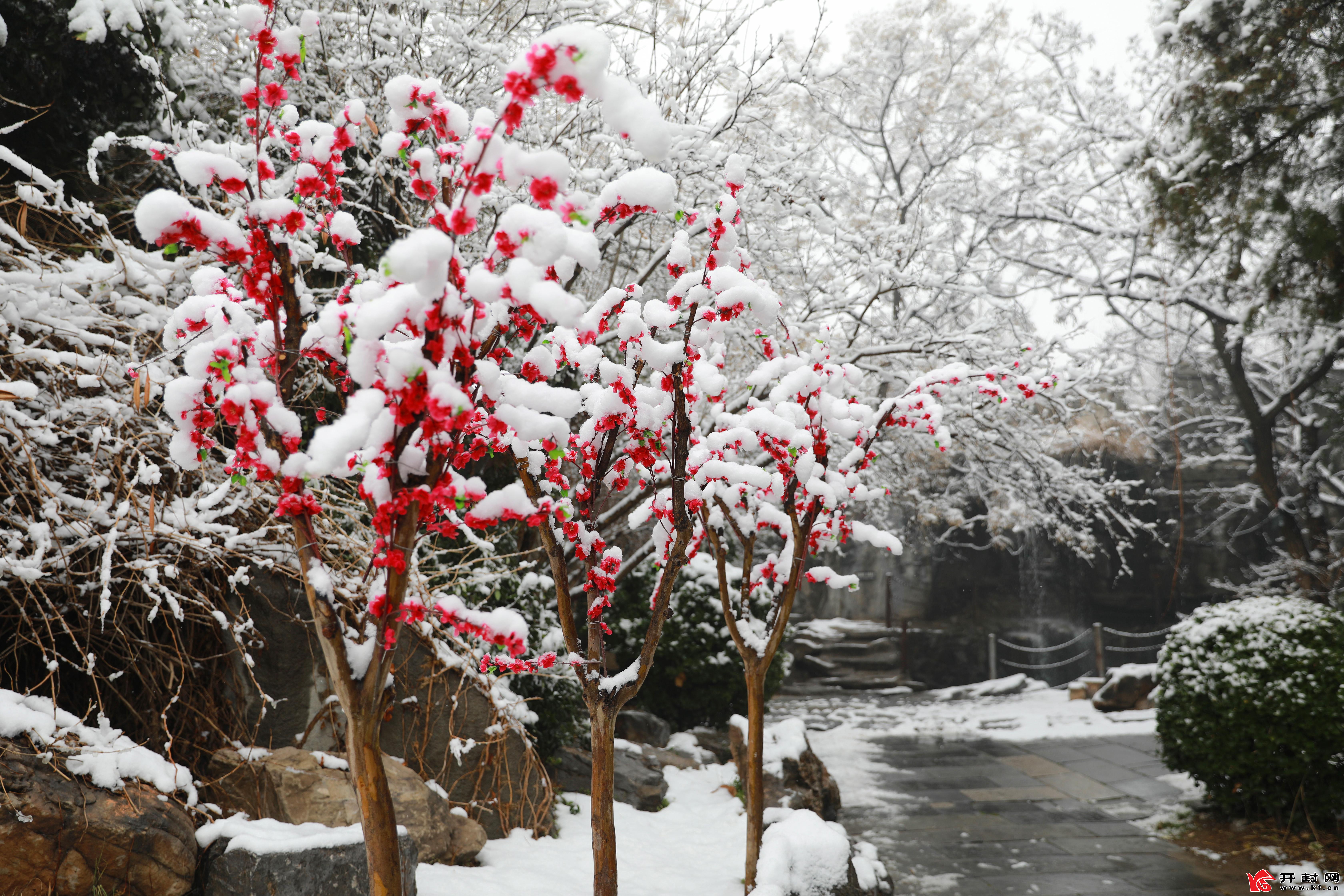 2022的初雪降临开封，1月5日，漫天飞舞的雪花将整个古城覆盖，处处银装素裹，美不胜收。全媒体记者 姜菡 摄