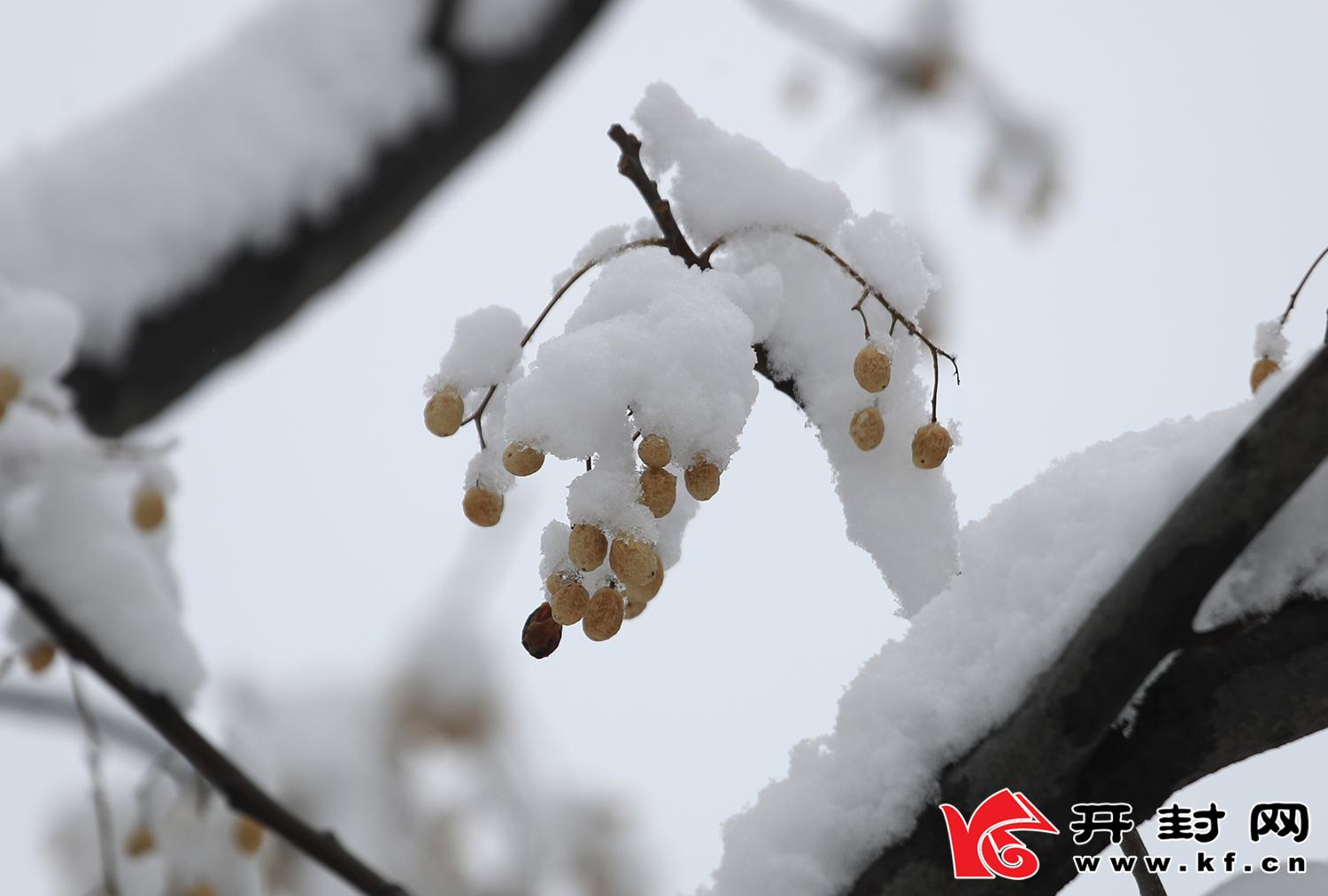 1月5日，一场雪后，古城开封银装素裹，分外妖娆。全媒体记者 李克君 摄