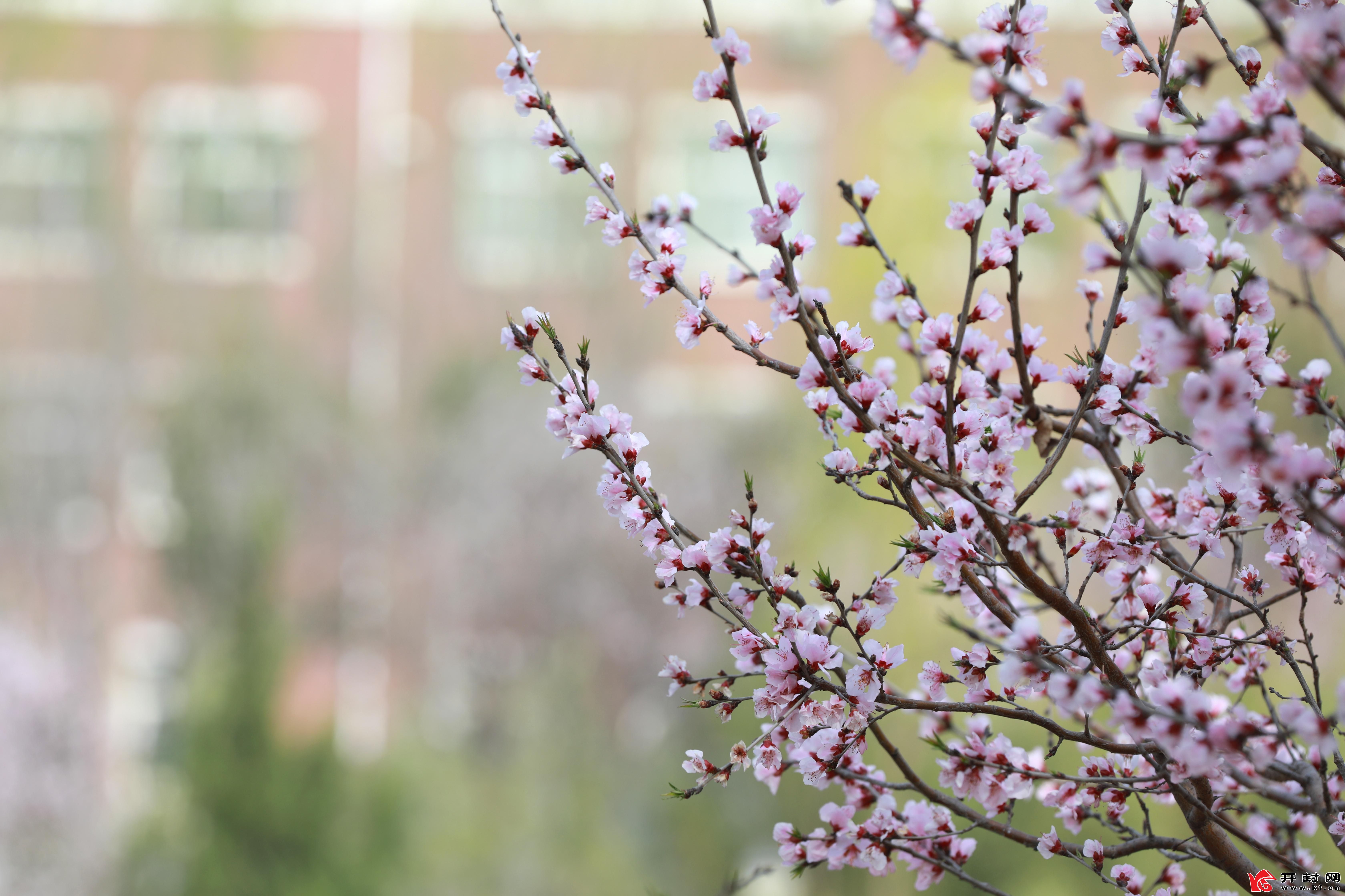 3月10日，这春光明媚的美好时节，一渠六河杨柳吐絮、桃粉李白，一派生机盎然。市民们纷纷走出家门，在春光中漫步、骑行，欣赏一渠六河的春日图景。全媒体记者 姜菡 摄