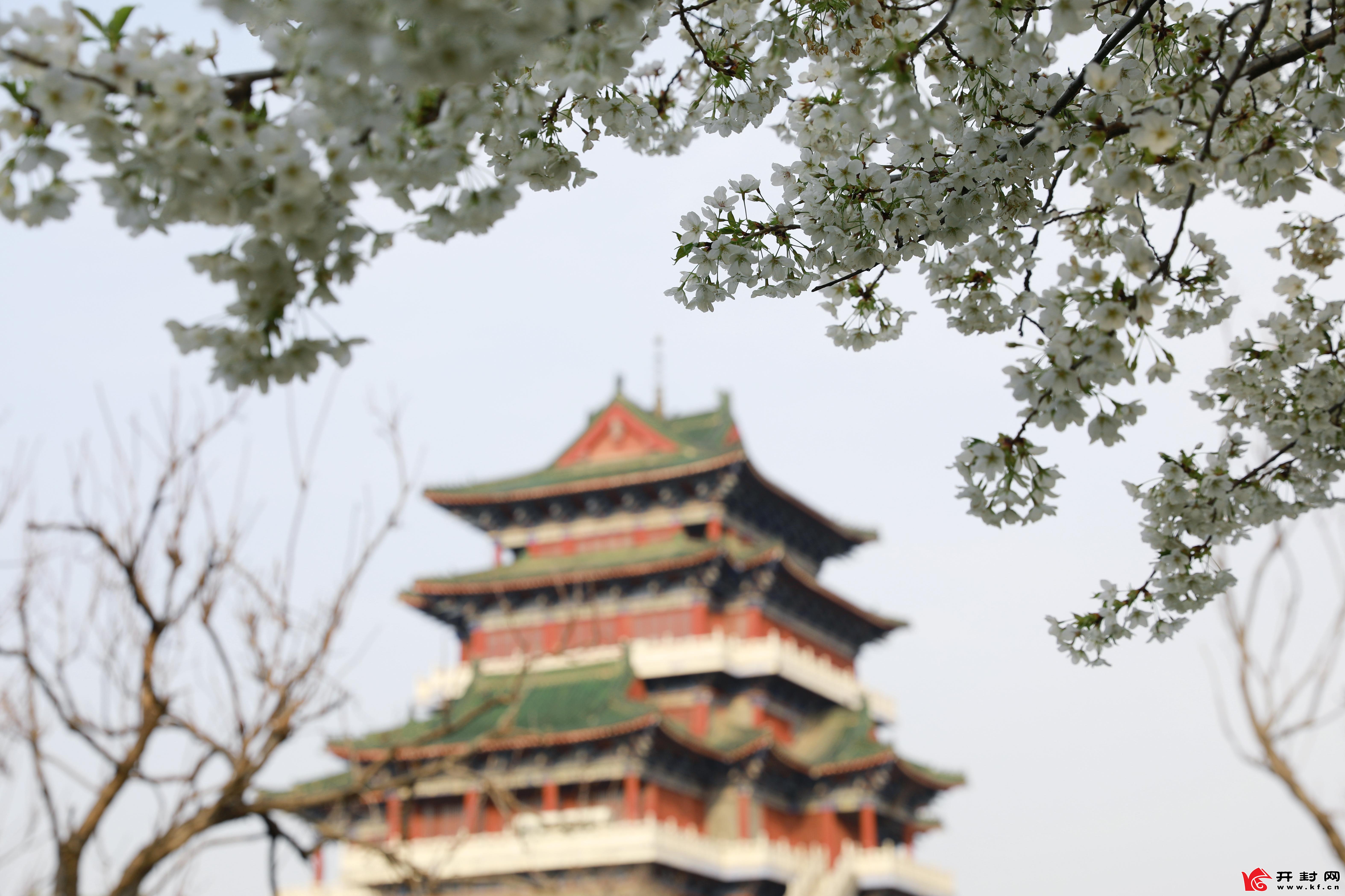 宝津楼广场樱花盛开，白色花瓣层层叠叠，十分喜人，成为市民赏花观景的好去处。全媒体记者姜菡3月18日摄