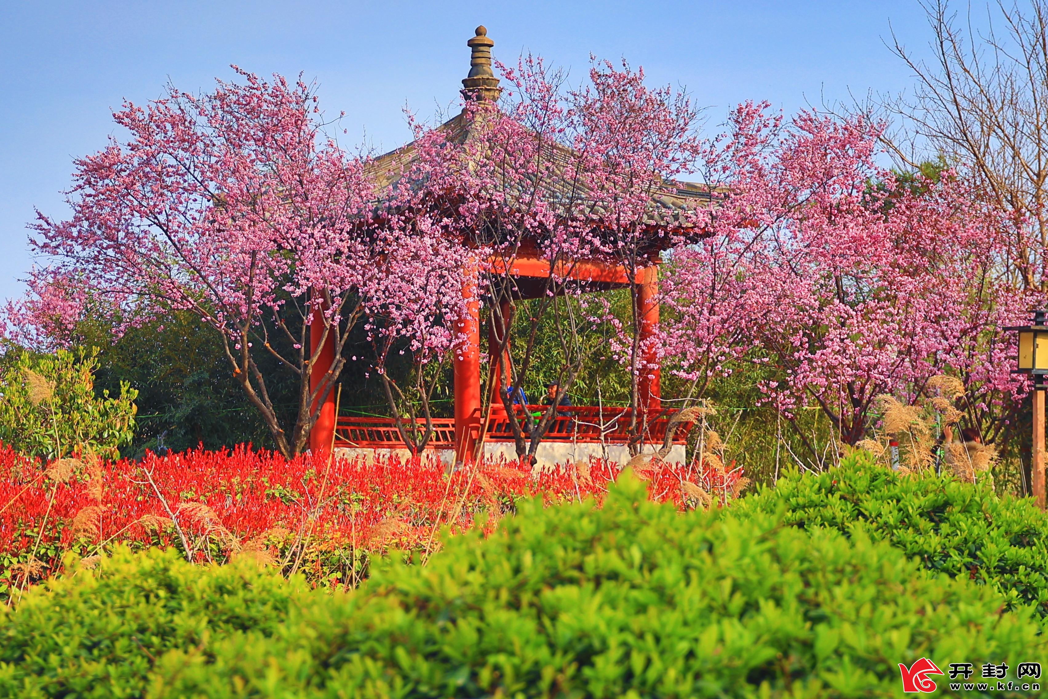 近日，随着温度逐渐升高，御河两岸花卉怒放，犹如披上色彩鲜艳的春装，一派欣欣向荣的春天景象。全媒体见习记者 李浩 摄