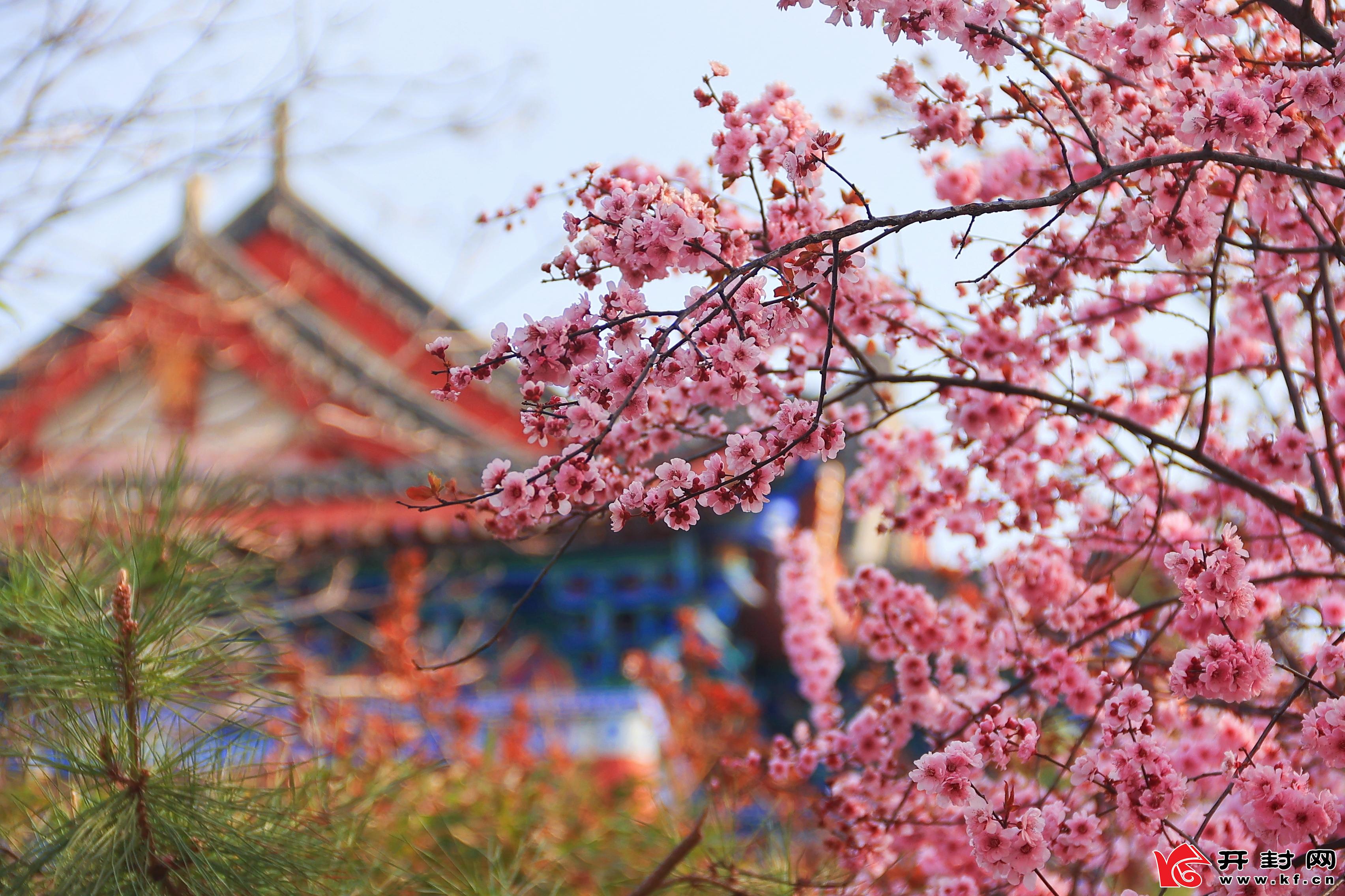 近日，随着温度逐渐升高，御河两岸花卉怒放，犹如披上色彩鲜艳的春装，一派欣欣向荣的春天景象。全媒体见习记者 李浩 摄