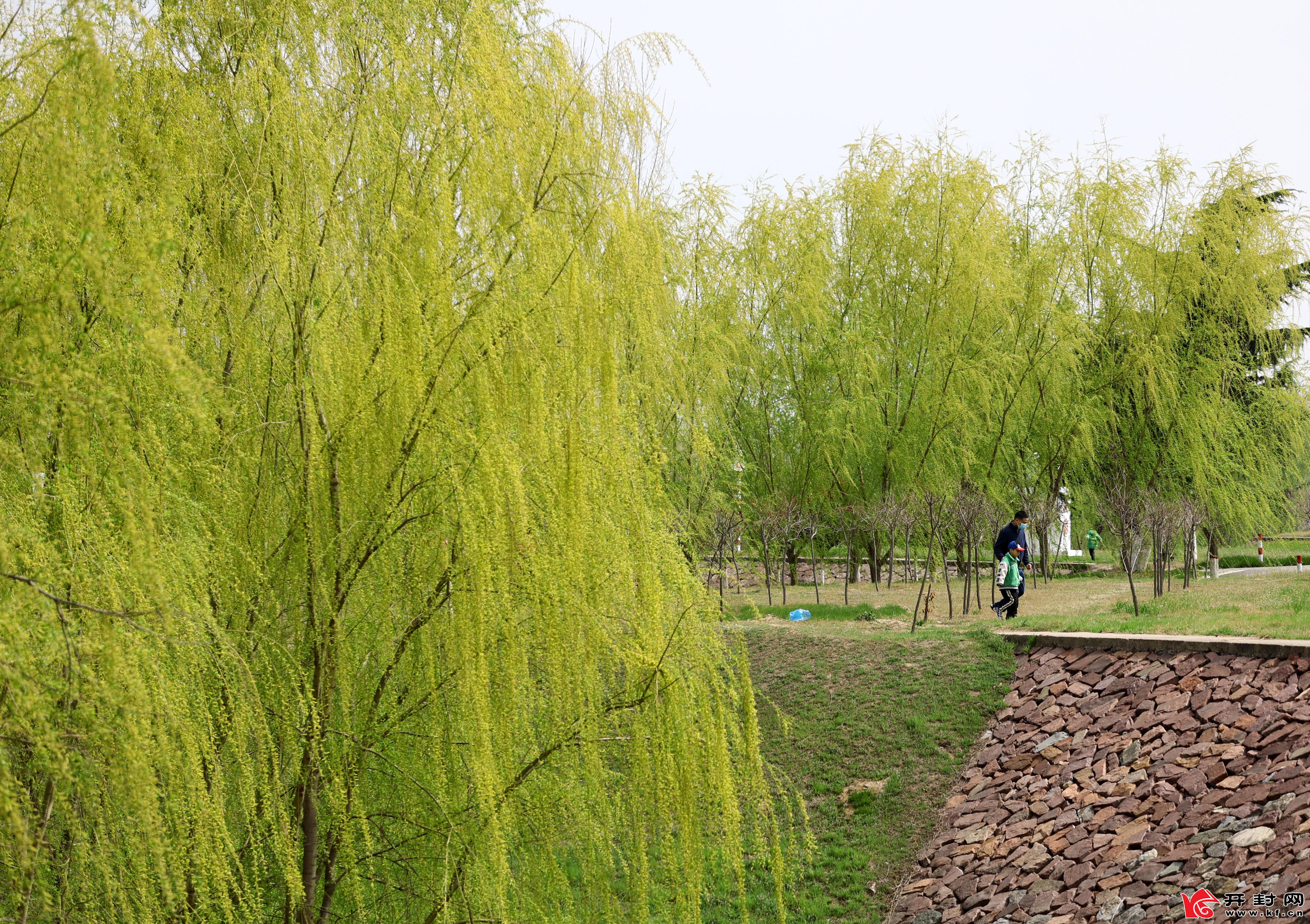 在沿黄生态廊道黑岗口段处，柳树随风飘荡，花朵盛开，人们走向户外，亲近大自然。全媒体记者 袁洋 摄 