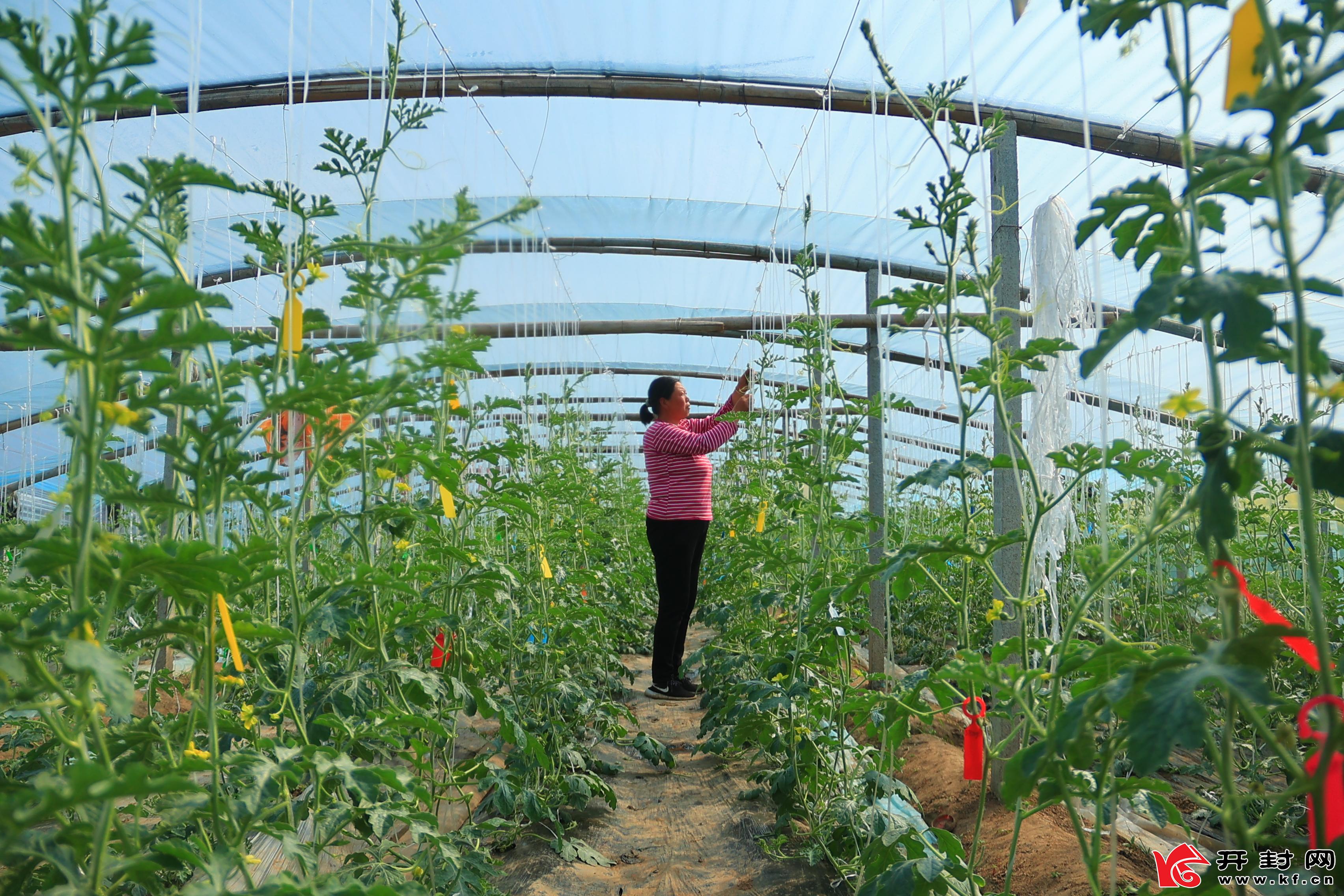 3月29日，水稻乡陈坟社区种植户在西瓜大棚里打理瓜秧。眼下正是大棚西瓜生产管理的黄金期，种植户抢抓农时，积极开展大棚春管工作，为今年的西瓜丰收打下基础。全媒体见习记者 李浩 摄