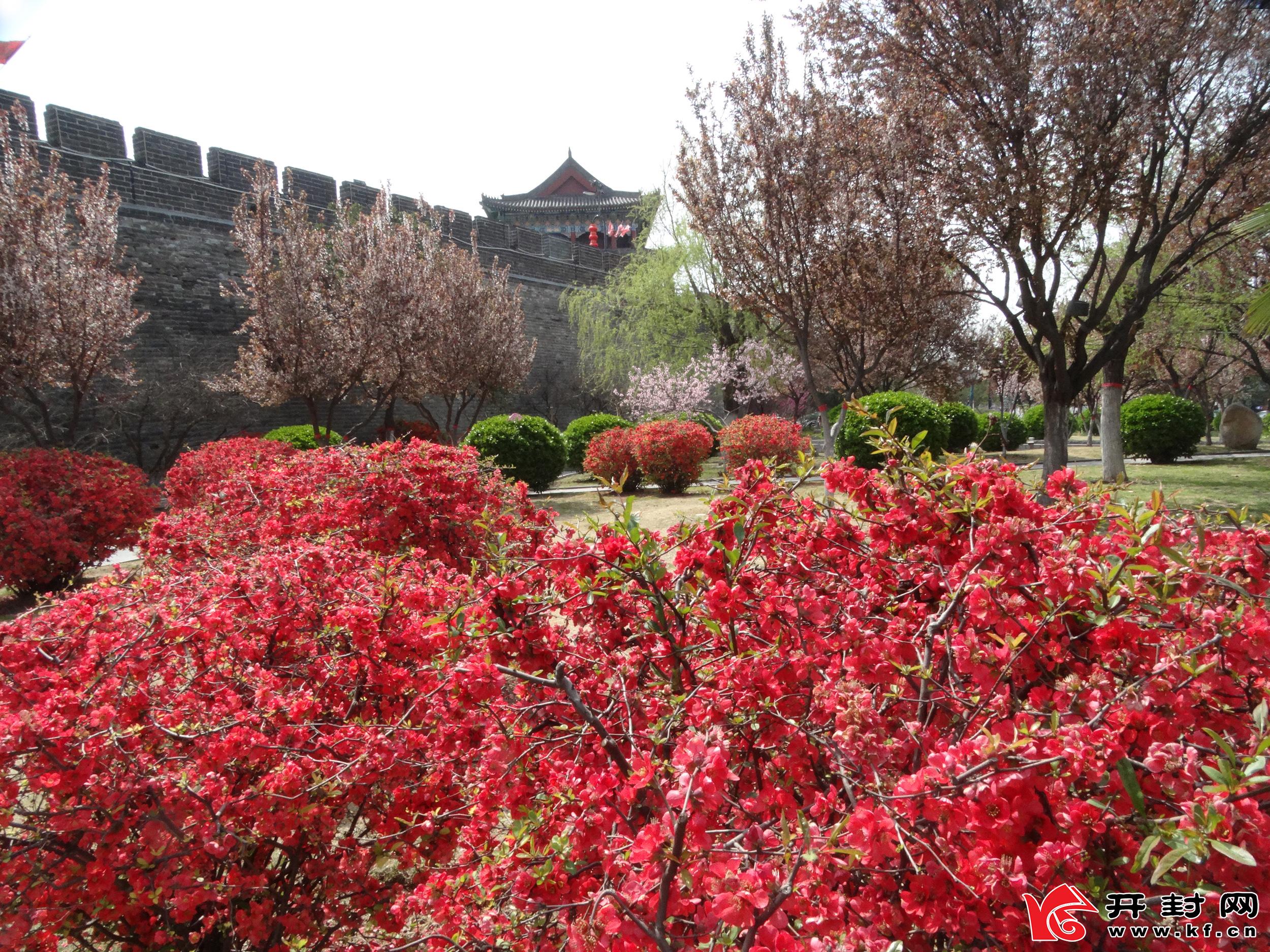 春日，百花盛开，花香袭人，让人心旷神怡，陶醉在花海中。全媒体记者 李俊生  3月29日摄