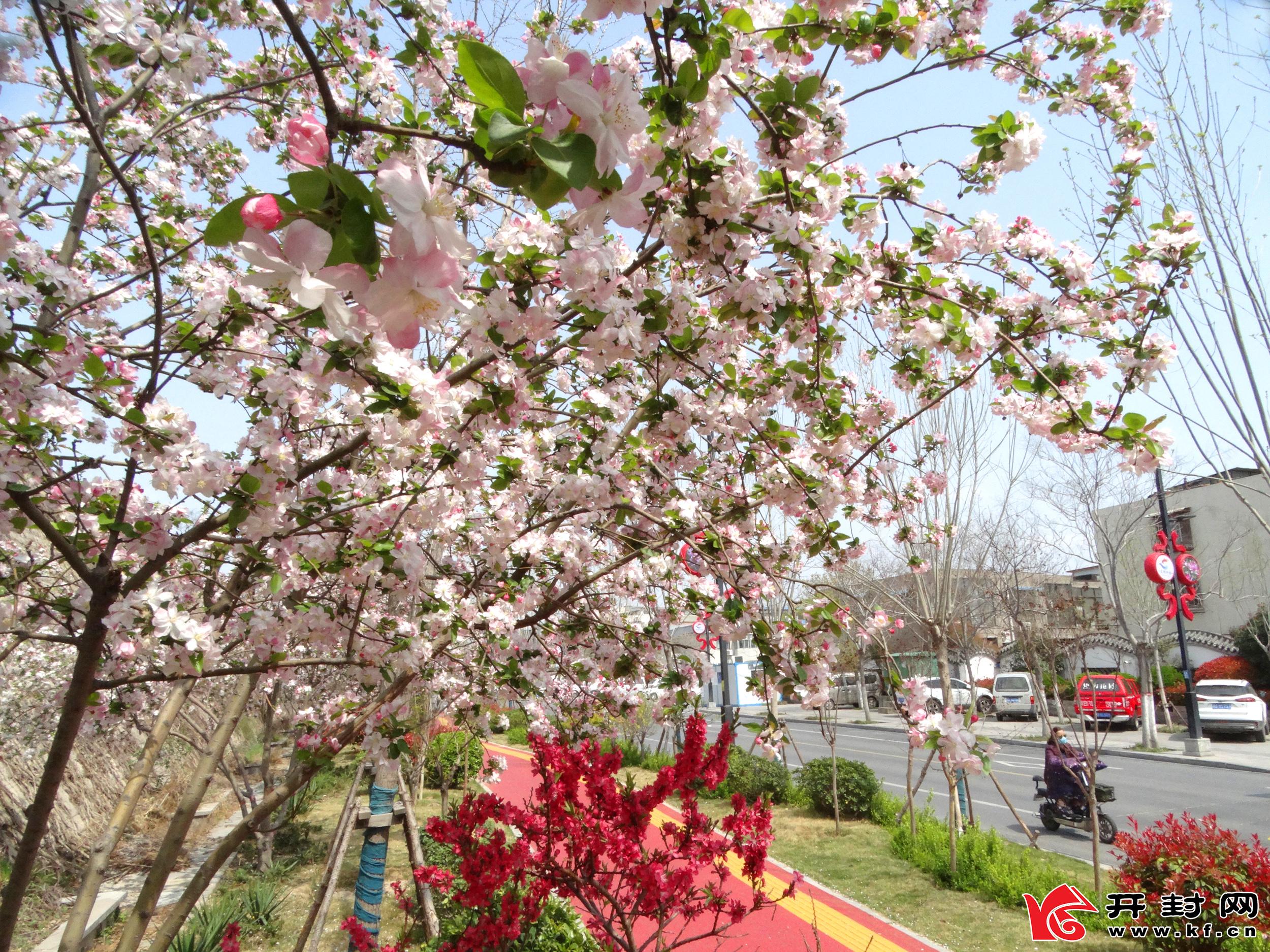 春日，百花盛开，花香袭人，让人心旷神怡，陶醉在花海中。全媒体记者 李俊生  3月29日摄