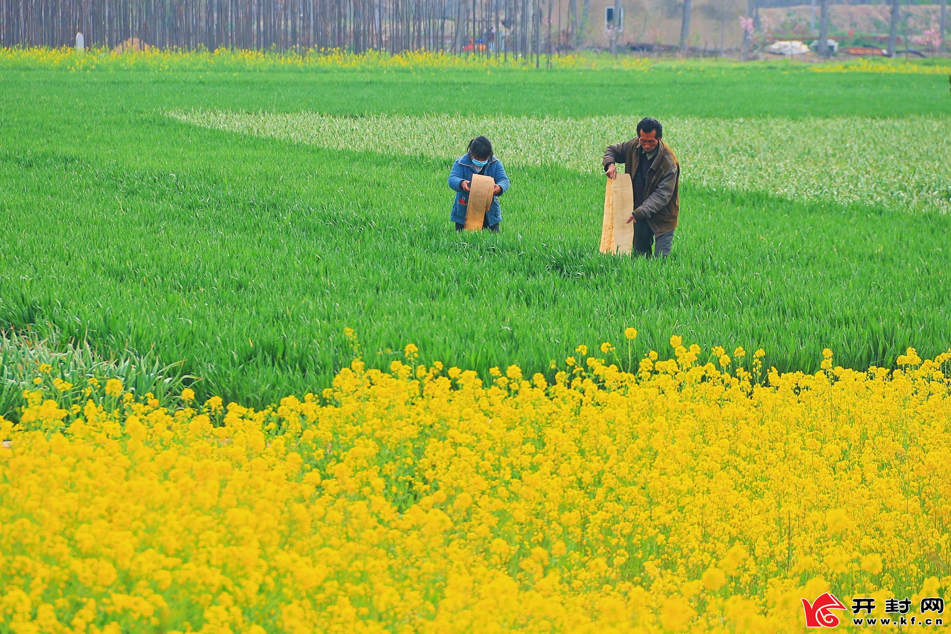 3月31日，在水稻乡南北堤社区，人们在小麦地里忙碌。全媒体见习记者 李浩 摄