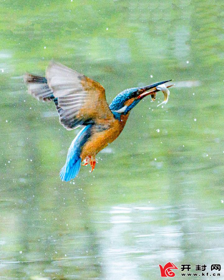 在龙亭湖湿地,两只翠鸟在枝头嬉戏,觅食,开封生态环境越来越好