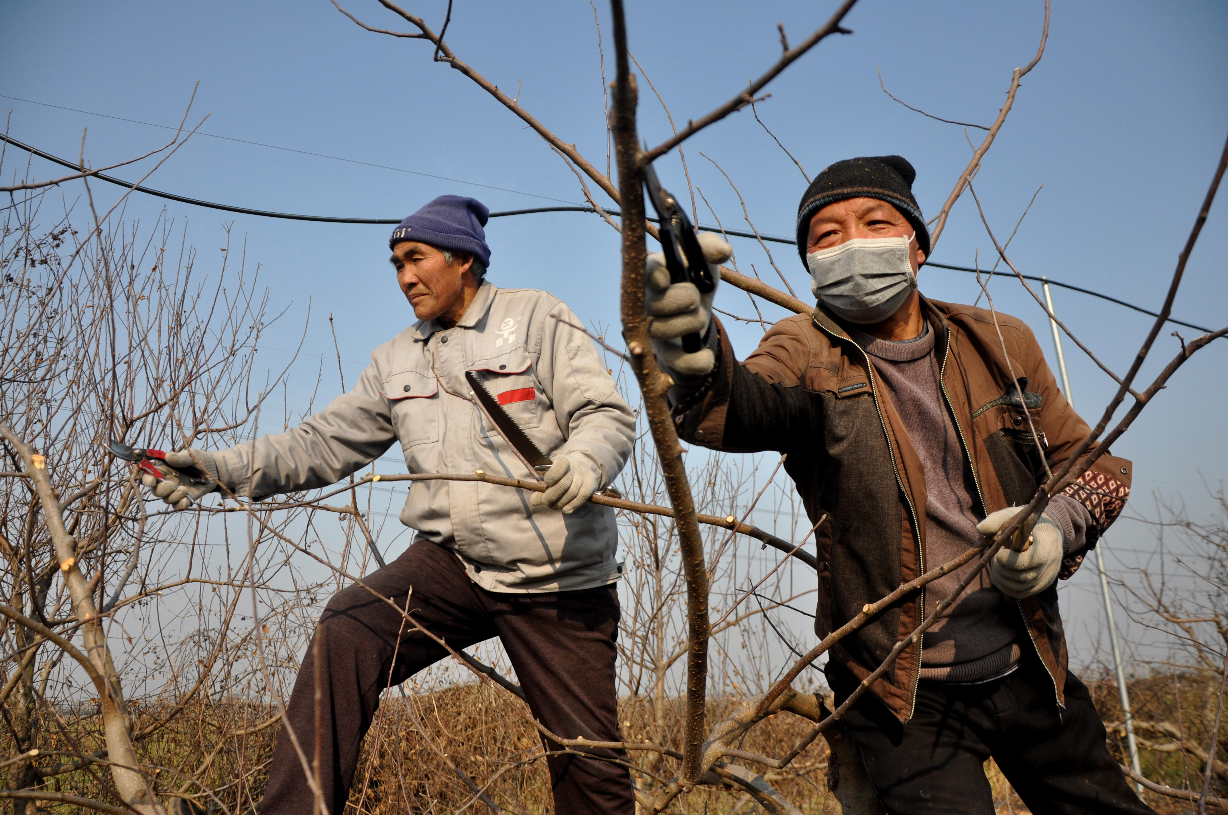 2月16日，杞县平城乡前屯村村民在果园里修剪果枝，为果实丰收打下良好基础。刘银忠 摄