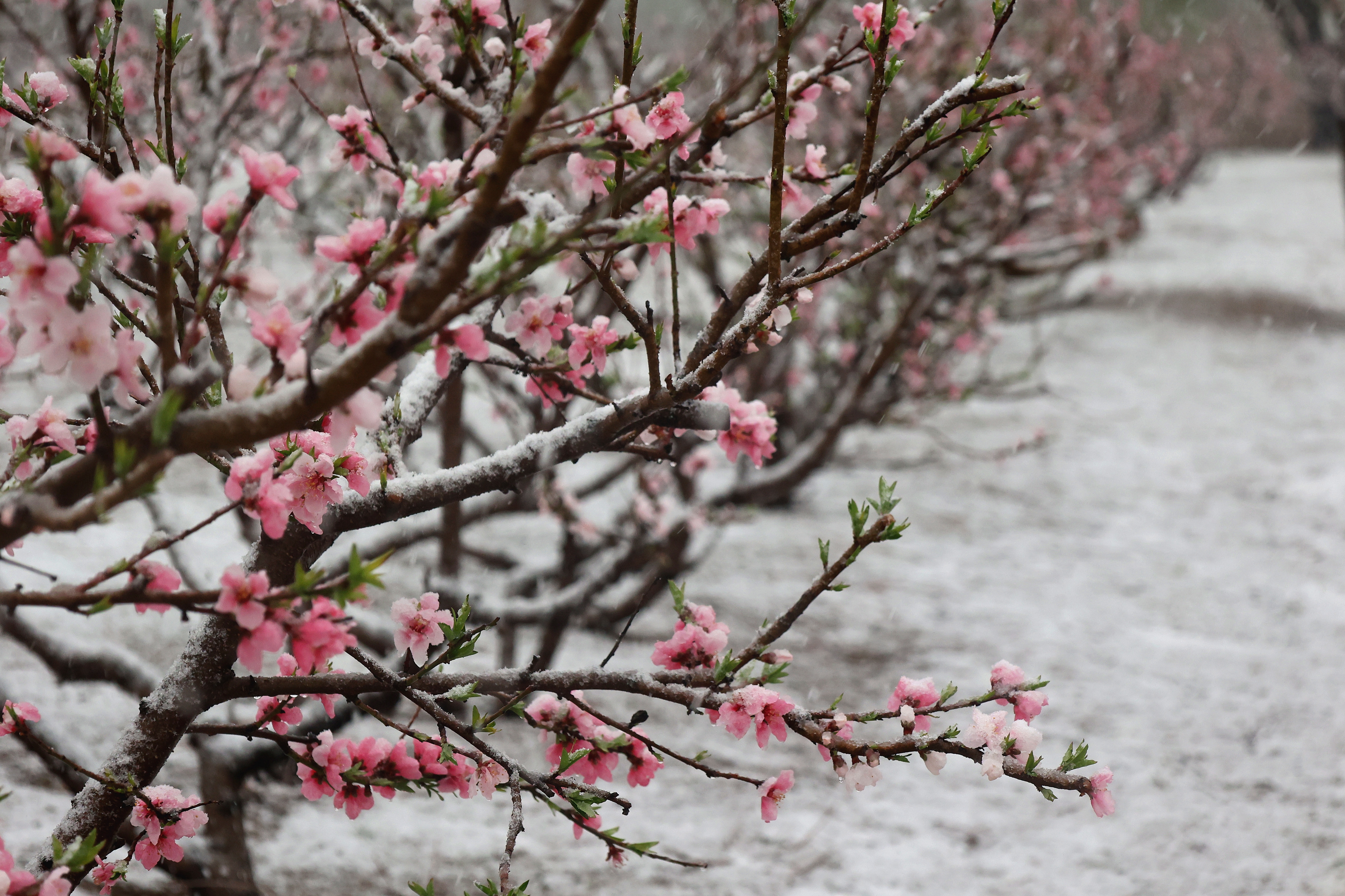 3月16日，古城邂逅一场“桃花雪”。时下正值桃花盛开，晶莹剔透的雪花纷纷扬扬，别有一番韵味。 全媒体记者  袁洋  摄