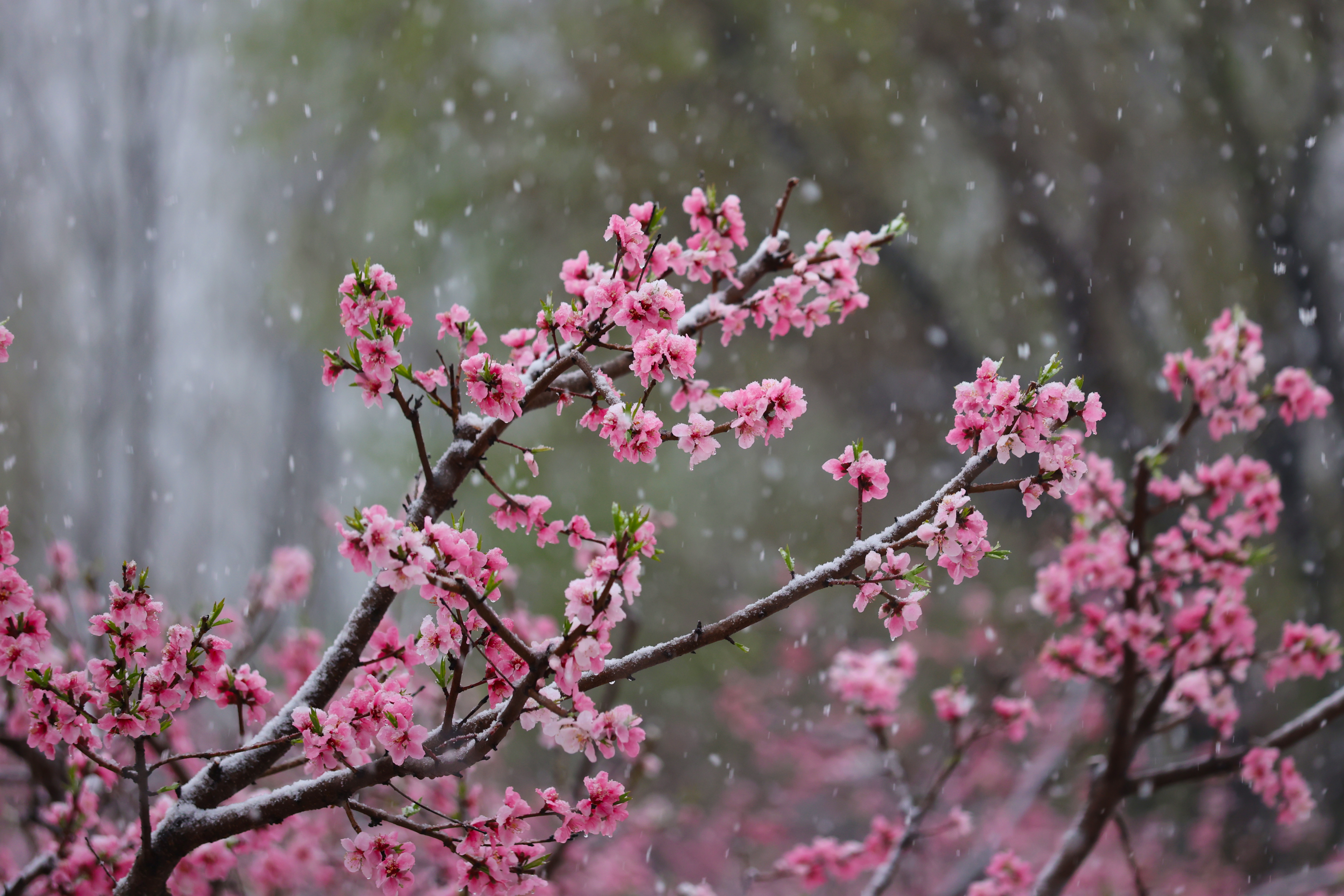 3月16日，古城邂逅一场“桃花雪”。时下正值桃花盛开，晶莹剔透的雪花纷纷扬扬，别有一番韵味。全媒体记者  石斐  摄