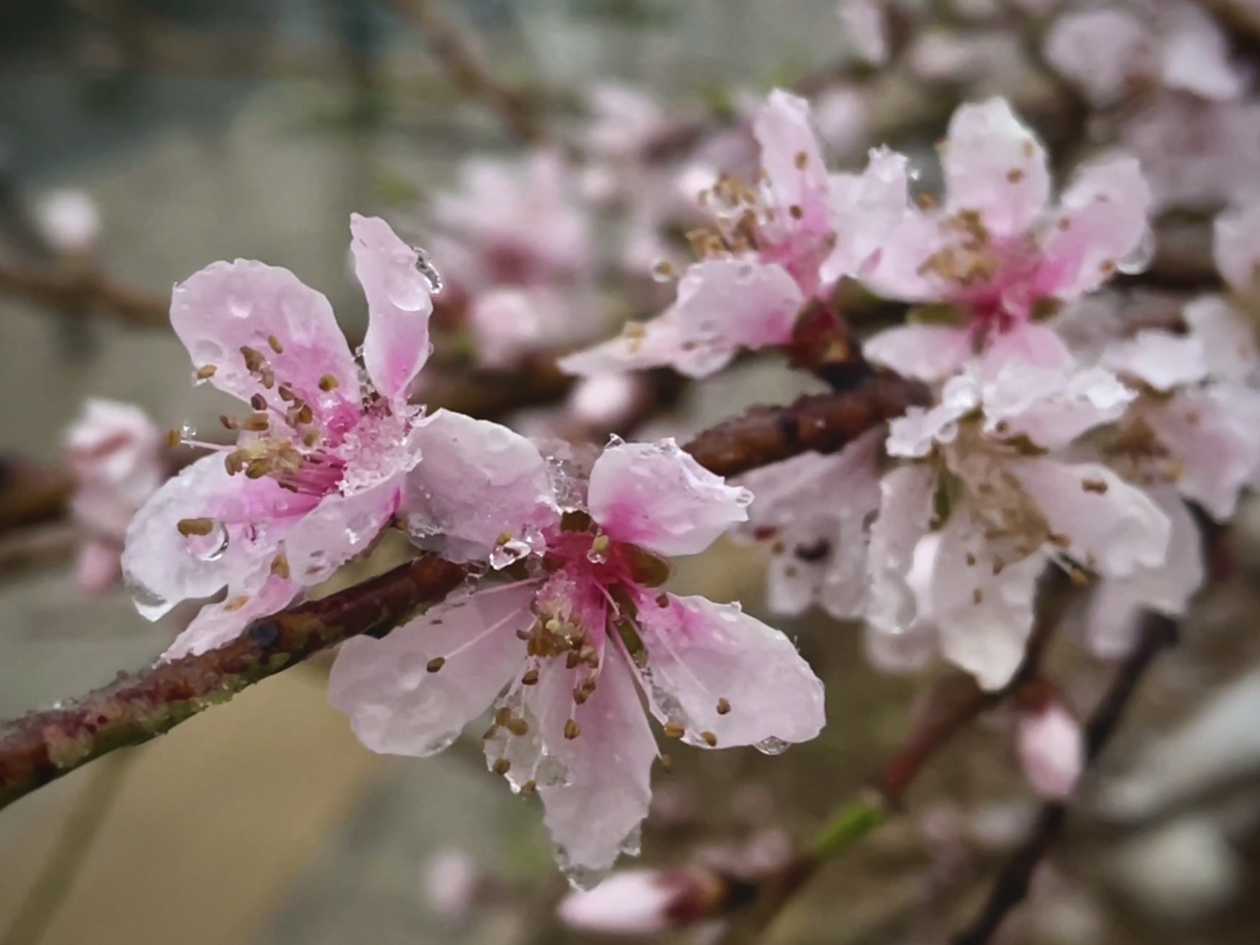 3月16日，古城邂逅一场“桃花雪”。时下正值桃花盛开，晶莹剔透的雪花纷纷扬扬，别有一番韵味。全媒体记者 姜菡 摄