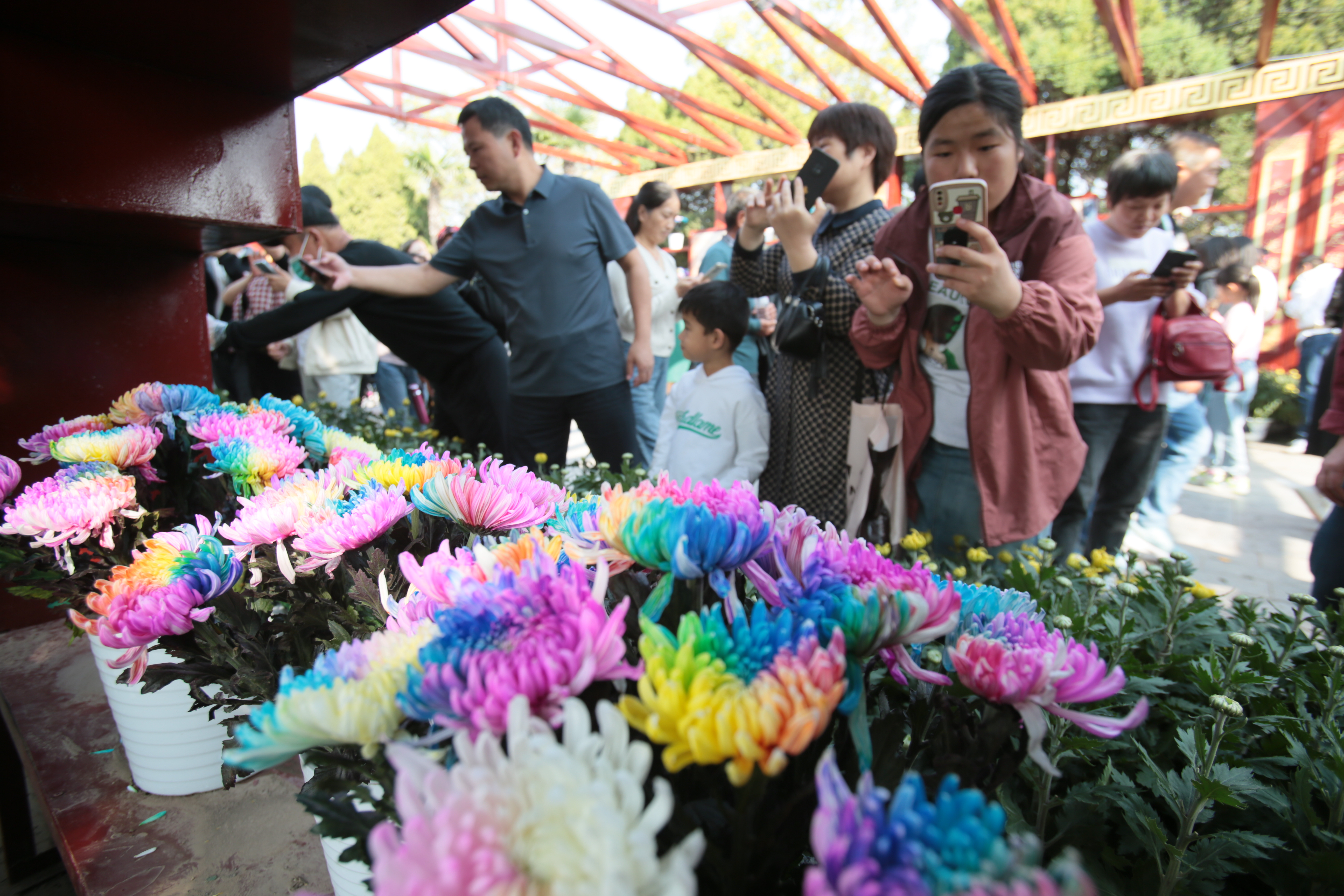 10月21日，游客在龙亭公园赏菊。中国开封第41届菊花文化节开幕以来，我市公园景点内人头攒动、菊香四溢，来自四面八方的游客络绎不绝。开封+记者 吕树建 摄