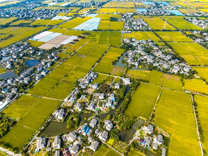 2023年10月22日，浙江海寧市黃灣鎮，金秋時節，金黃色的稻田與美麗鄉村構成一幅寧靜祥和的畫卷。