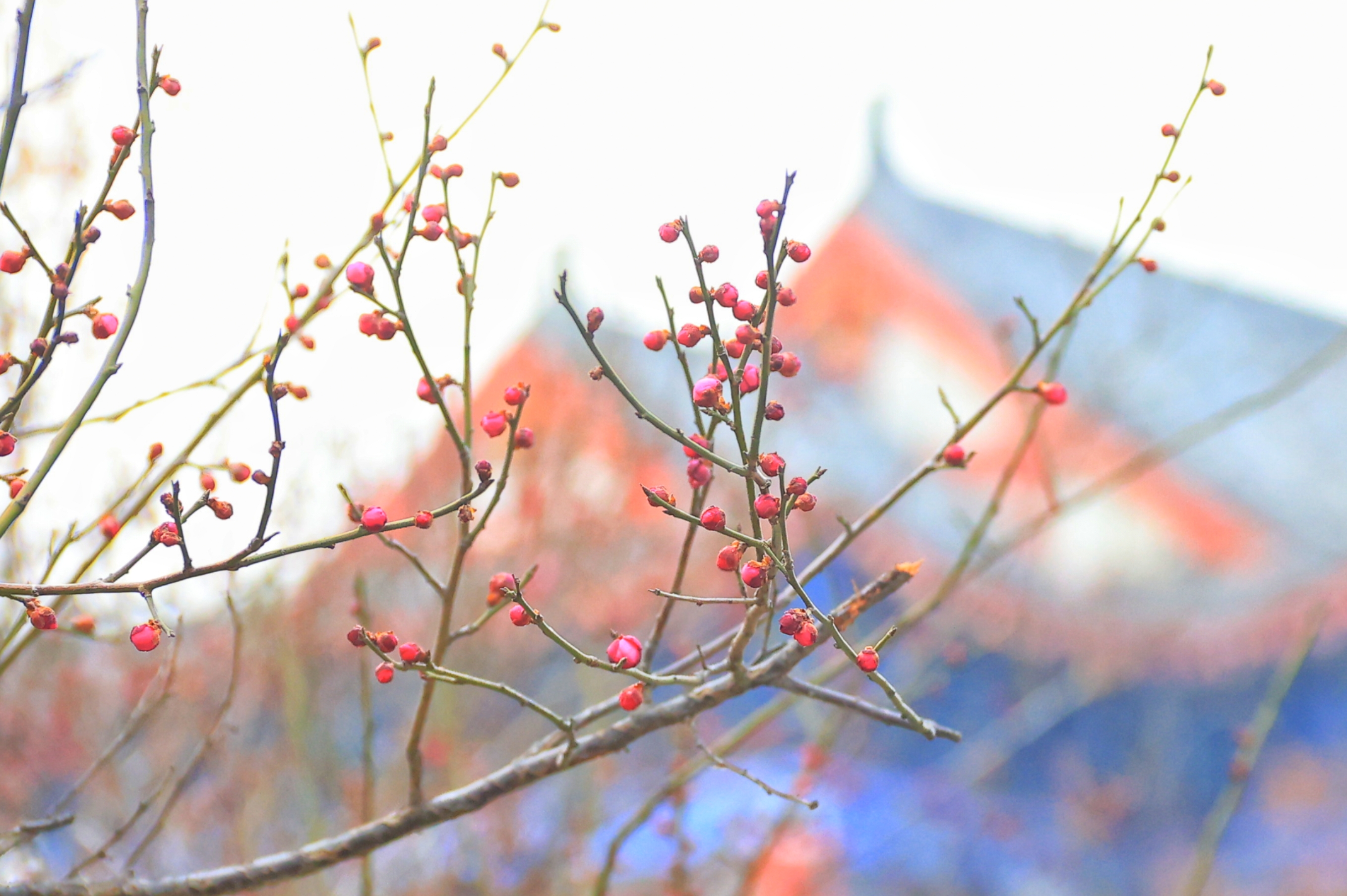近日，梅花逐渐进入花期，御河边的梅花含苞待放，颇有韵味。全媒体记者 李浩 摄
