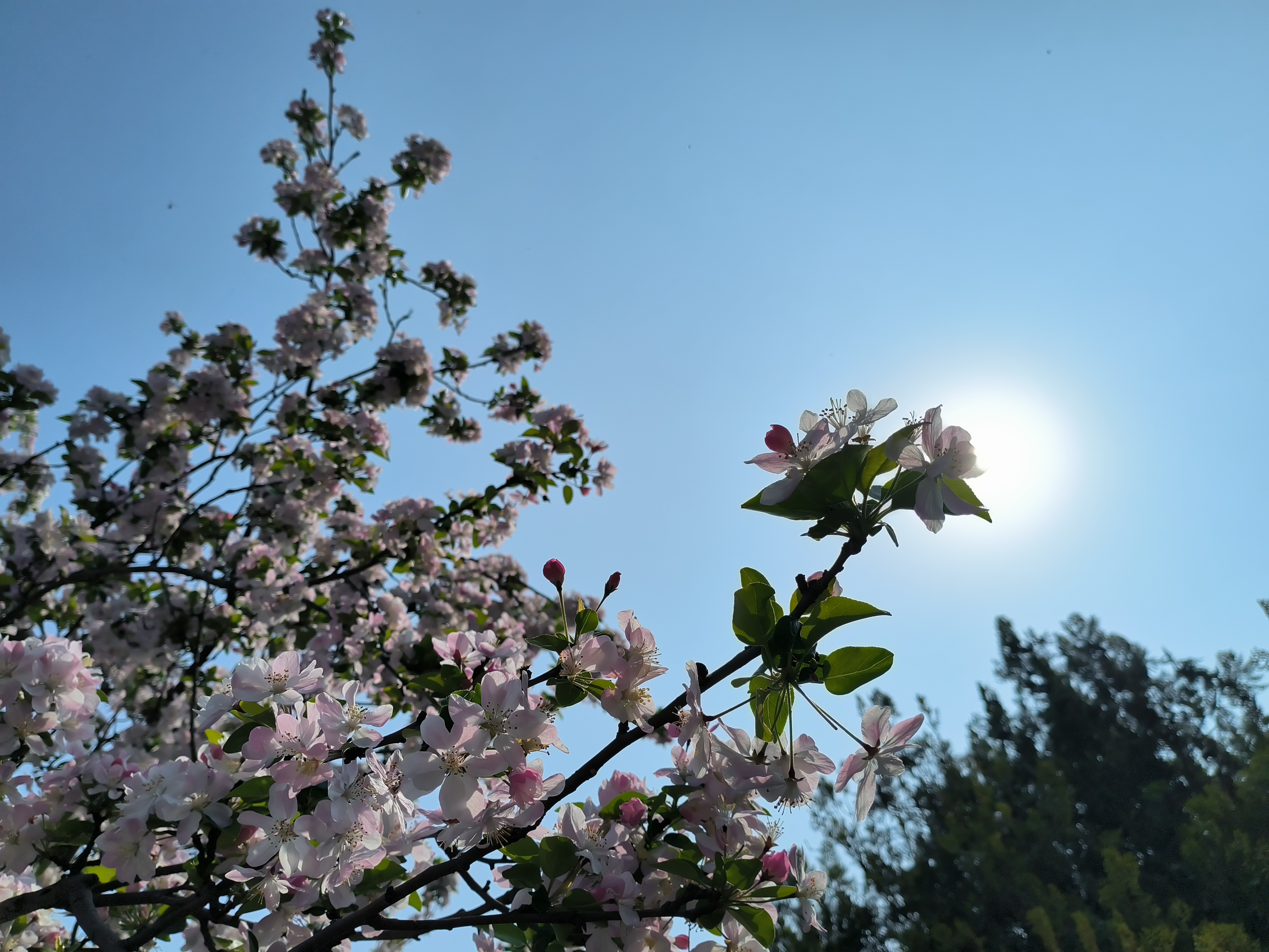 4月1日，古城春花绽放美景如画，不少市民走出家门享受春日好时光。全媒体记者 石斐 摄