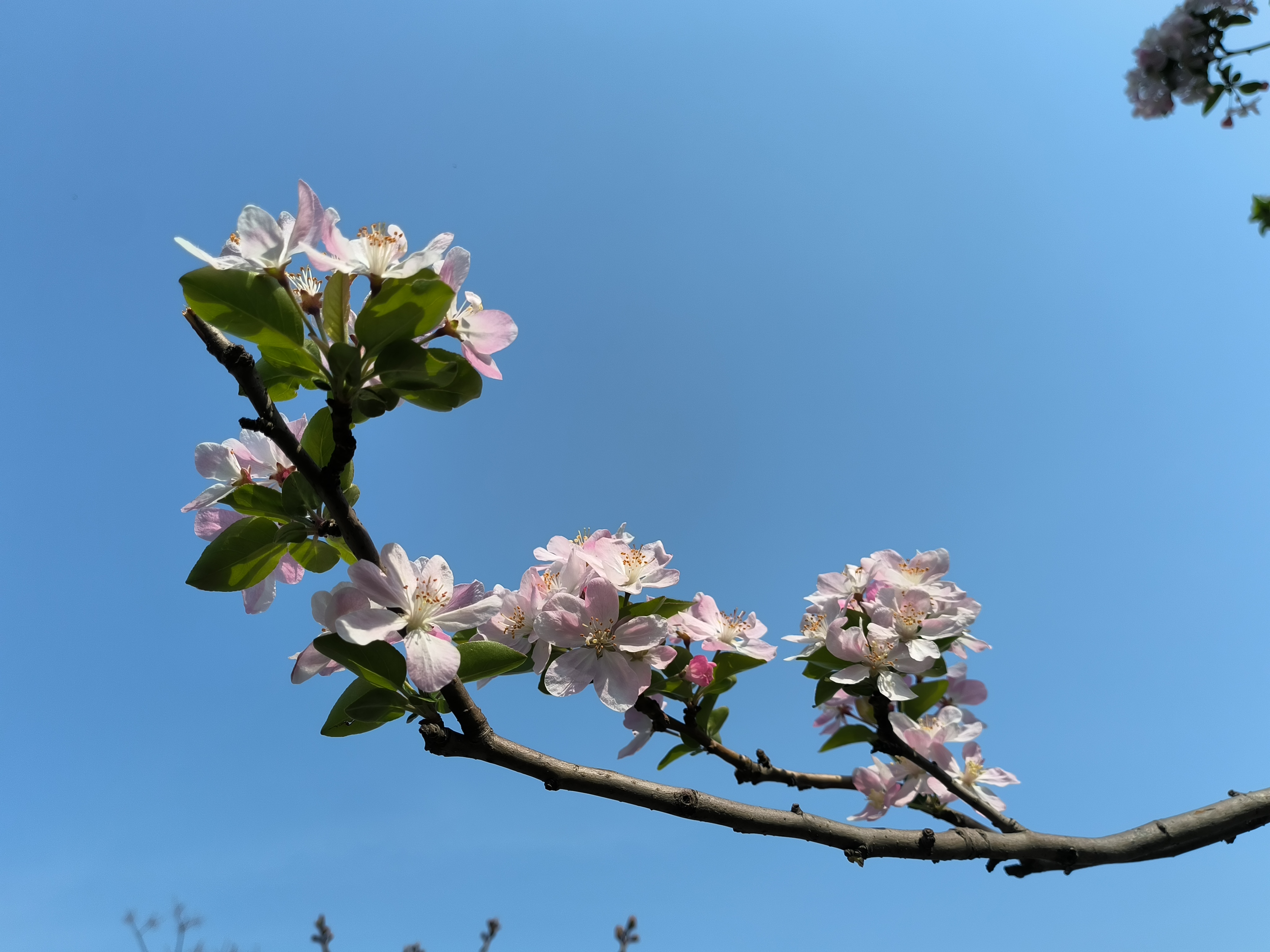 4月1日，古城春花绽放美景如画，不少市民走出家门享受春日好时光。全媒体记者 石斐 摄
