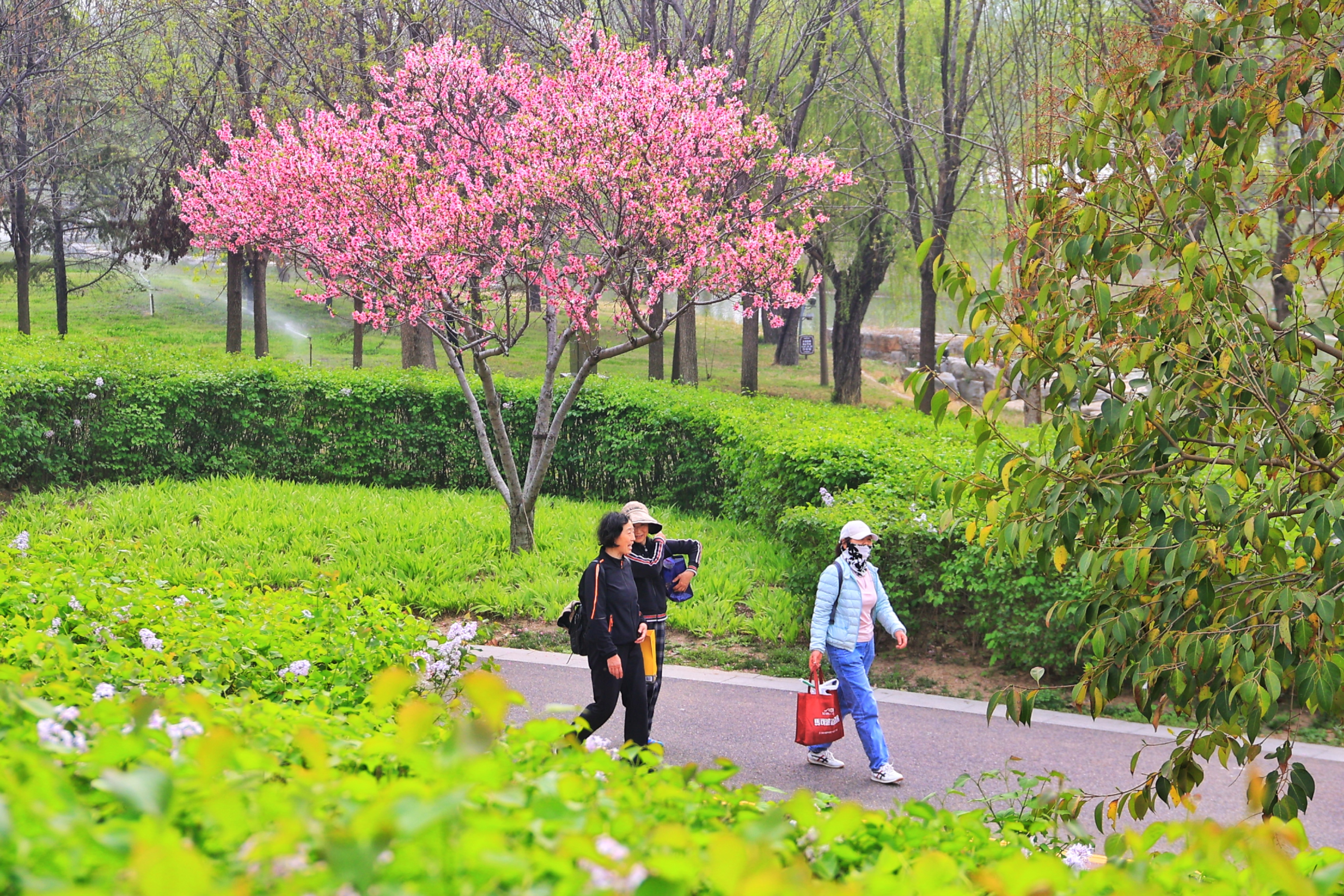 4月1日，市民在户外踏青赏景，感受四月的春天。全媒体记者 李浩 摄