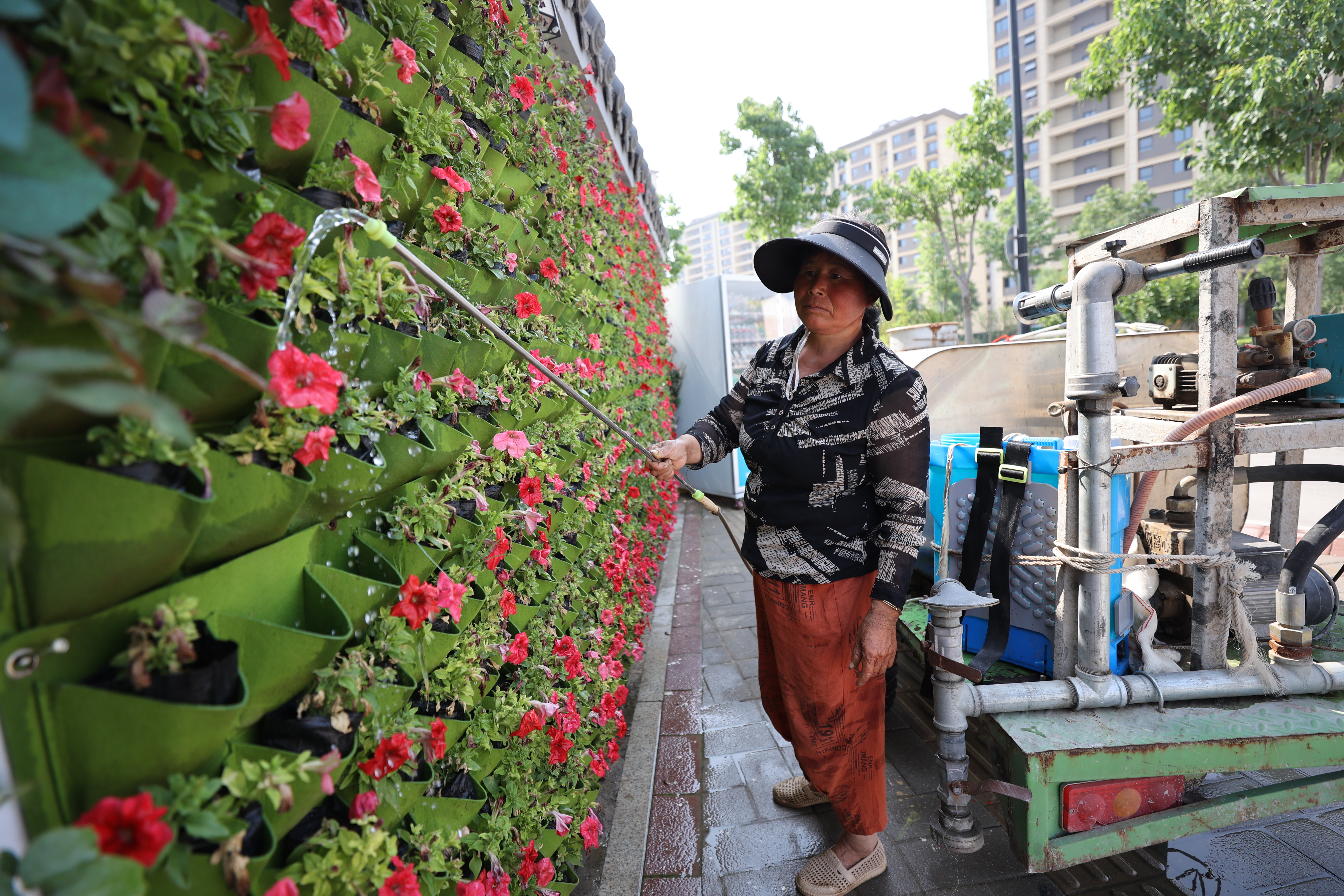 5月23日，绿化工人在魏都路为墙体上的鲜花浇水，保持水分充足，让花儿茁壮成长。全媒体记者 石斐摄