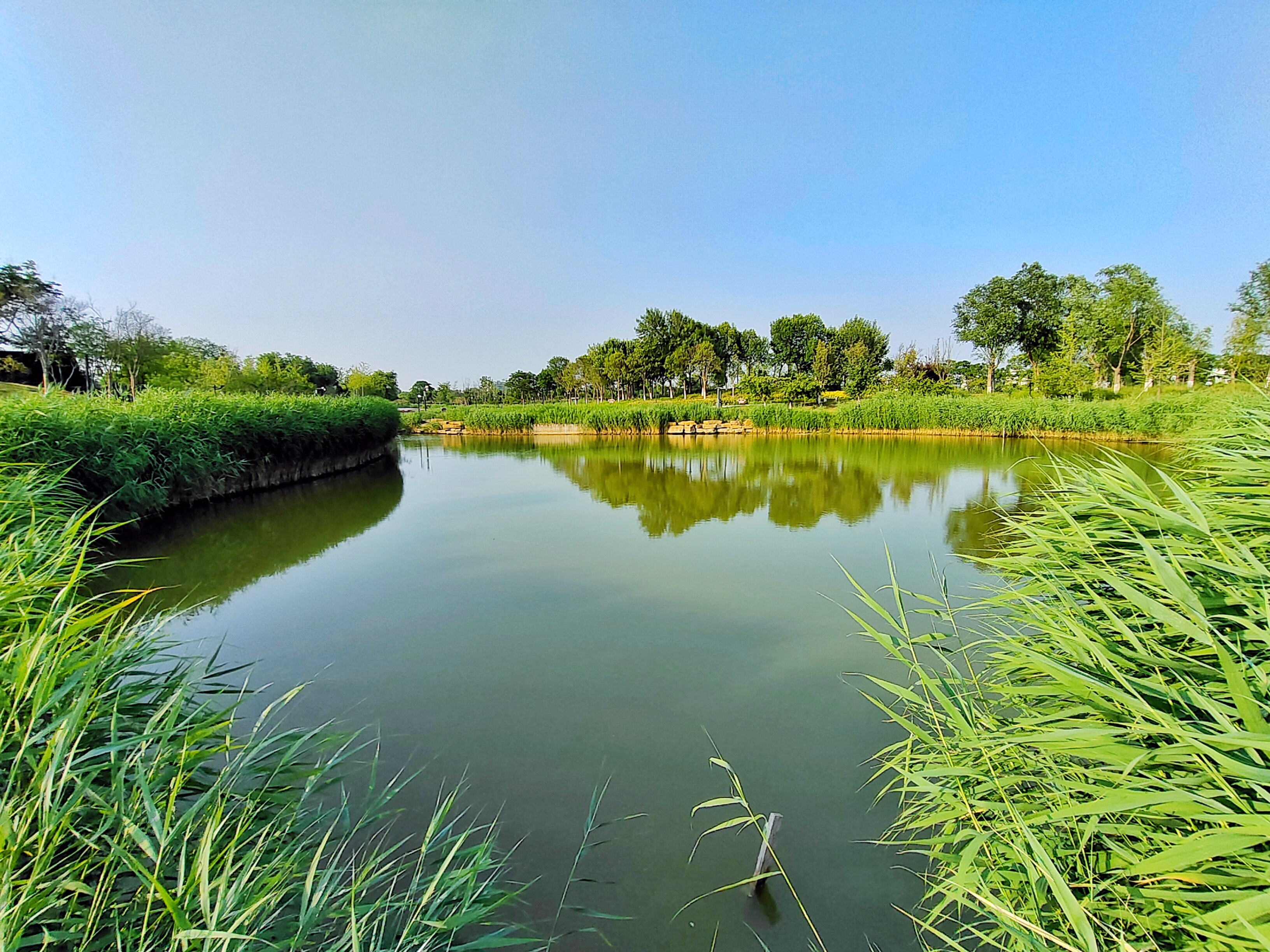 夏季，西北湖湿地公园郁郁葱葱，满眼绿色，风景优美，是市民休闲娱乐、散步赏景的好去处。全媒体记者李浩5月22日摄