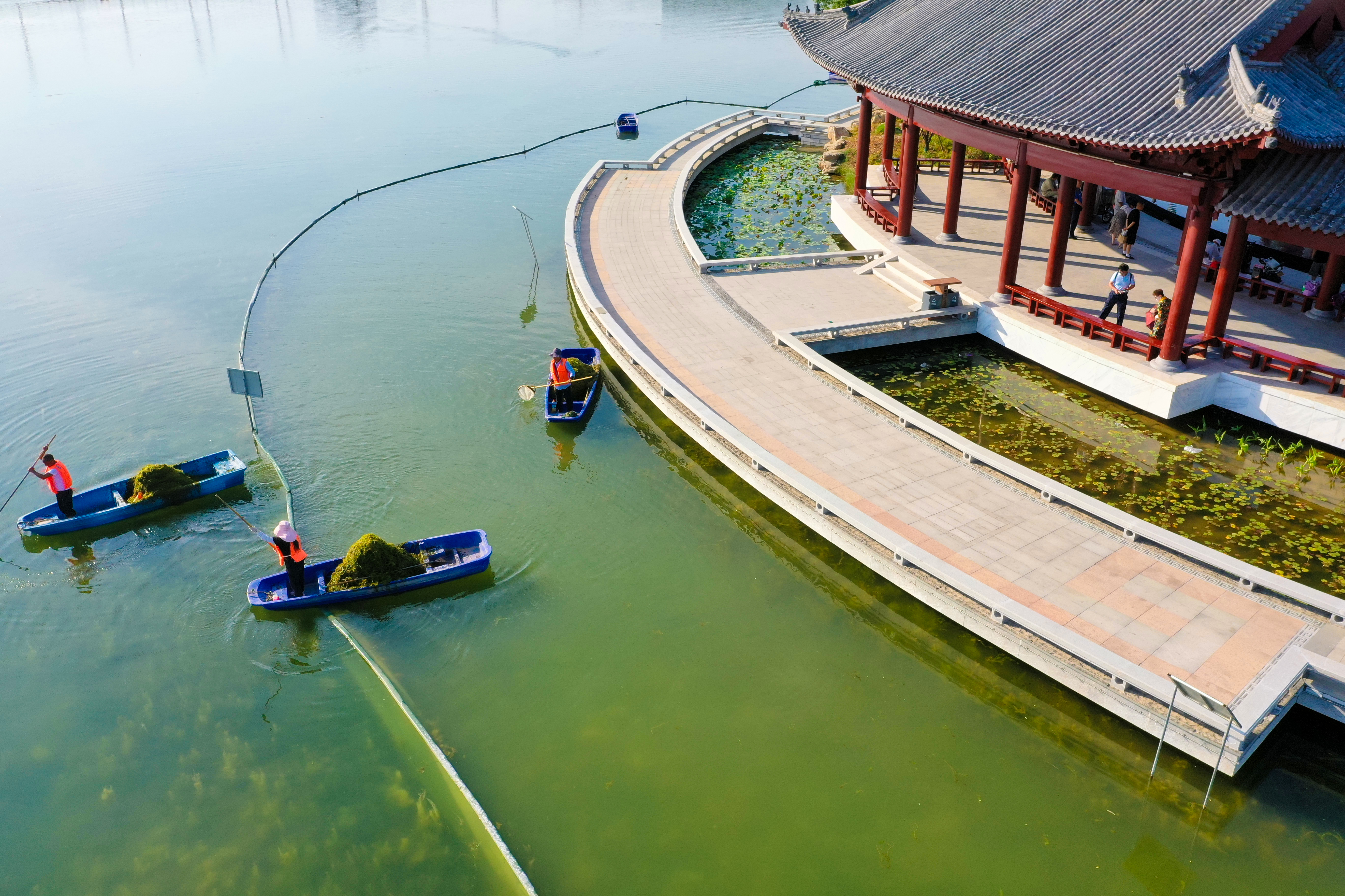 5月28日，打捞工人在包公湖打捞水草，打造水清、河畅、岸绿、景美的生态环境。全媒体记者 石斐 摄