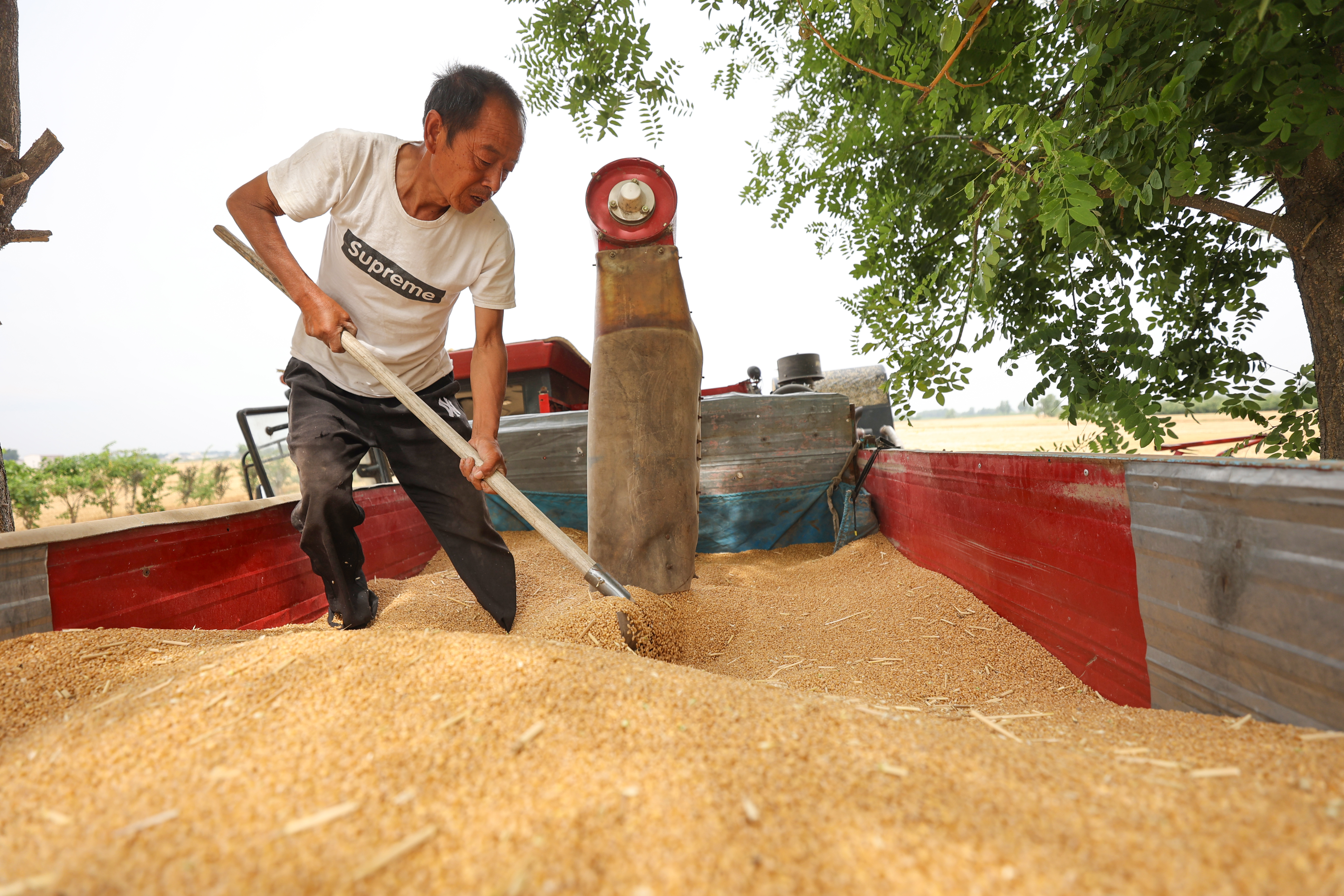 5月29日，在城乡一体化示范区水稻乡单寨村农田里，农民抢抓农时收获小麦。全媒体记者 石斐 摄