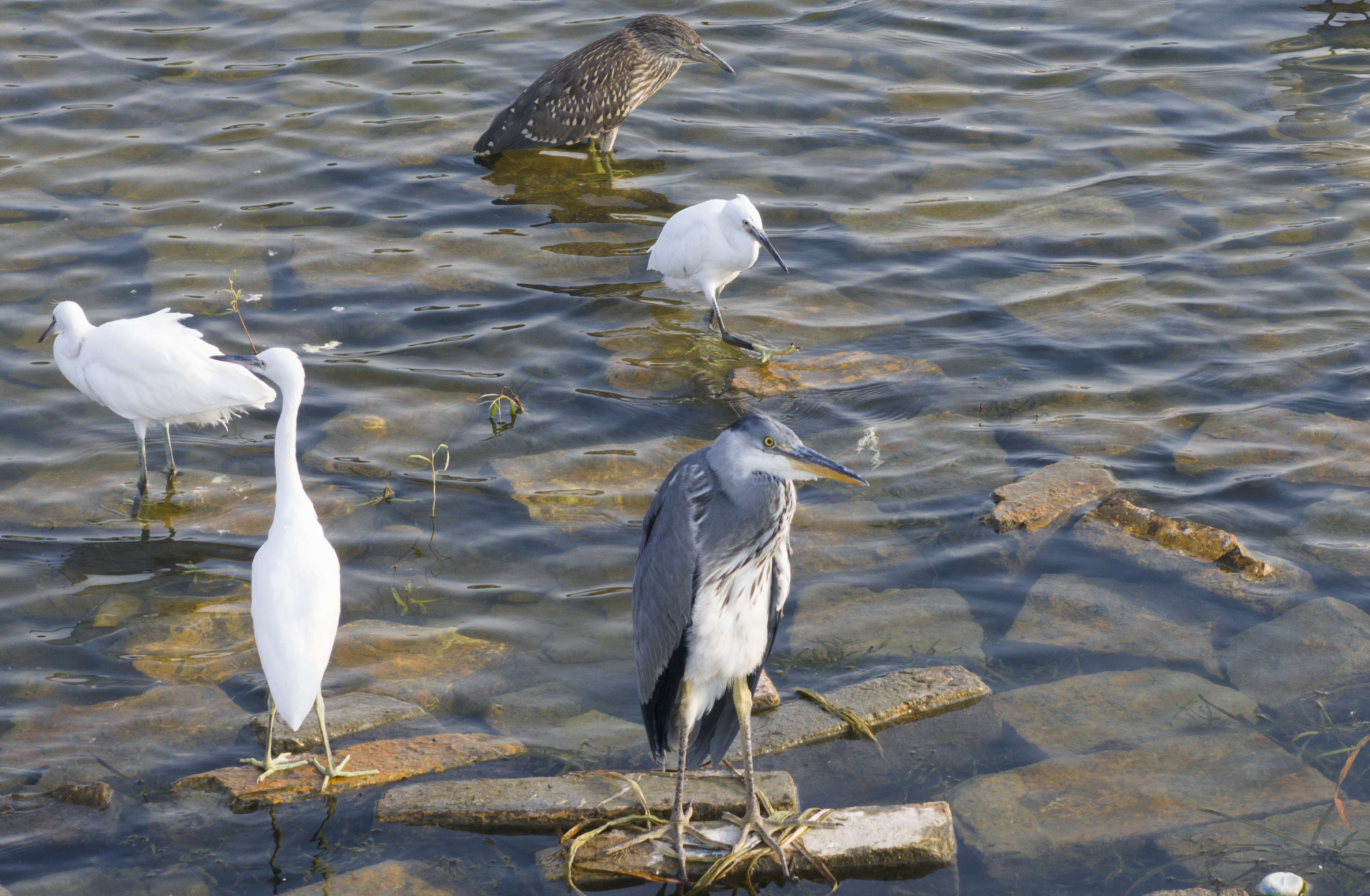 清淤工作结束，龙亭湖迎来蓄水。大批鸟类再次抵达景区，在水中觅食、嬉戏，仿佛湖中精灵。全媒体记者袁洋6月26日摄