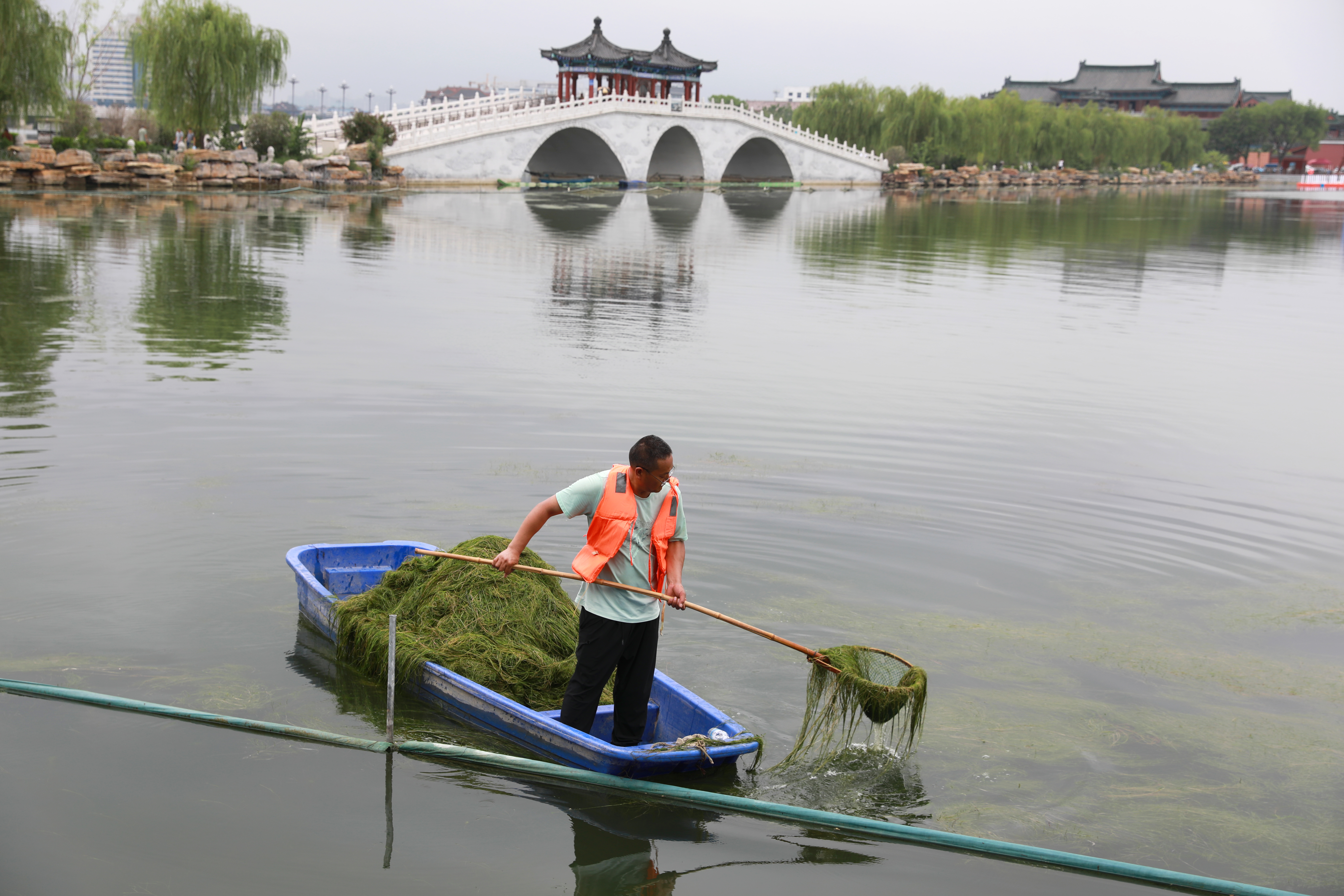 7月22日，工人在包公湖打捞水草，让包公湖整体环境得到了进一步的提升，绘就水清、景美的城市画卷。全媒体记者 姜菡 摄