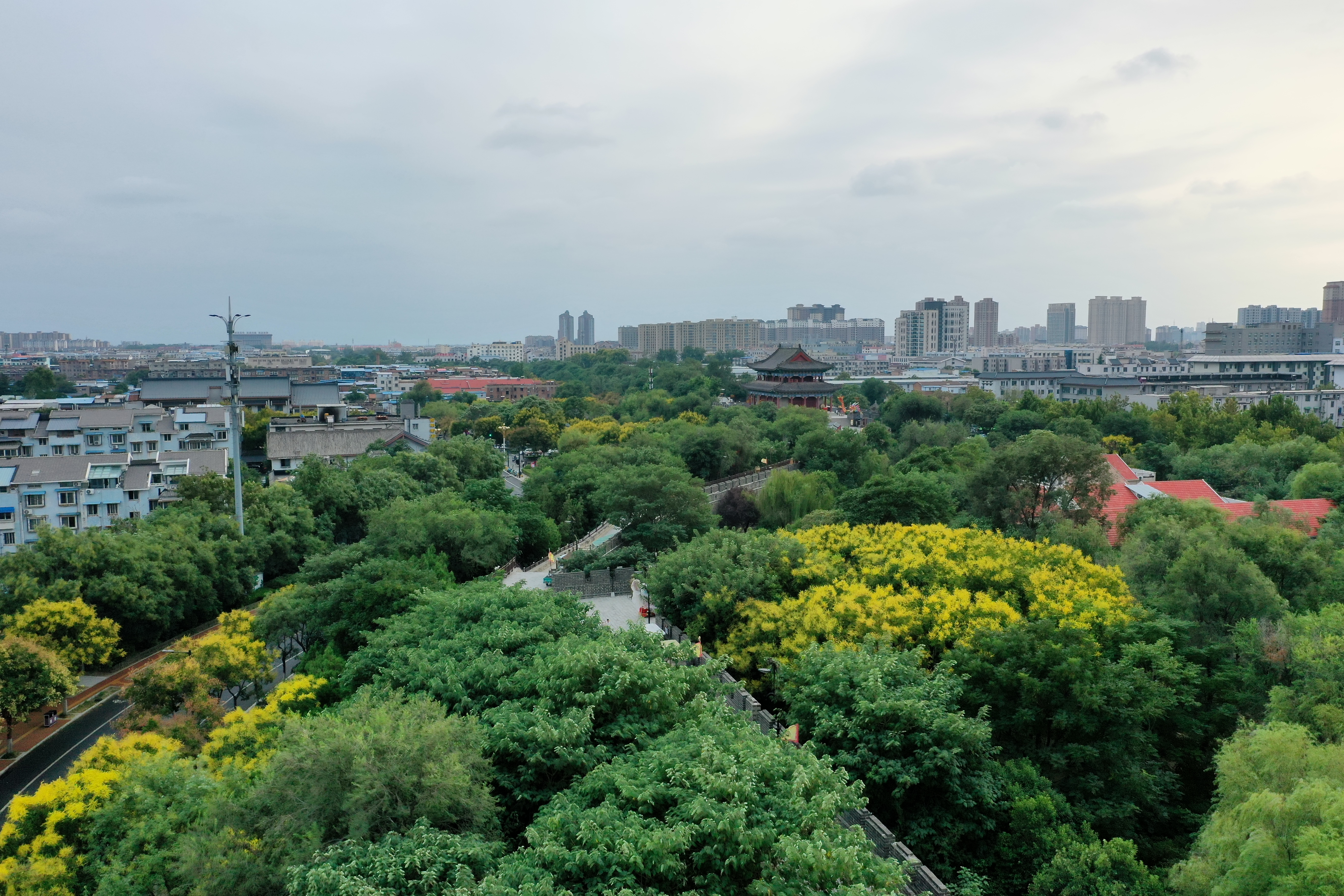 9月11日，我市不少道路两侧的栾树正值花期，黄花、红果、绿叶交相辉映 ，宛如一幅幅油画，扮靓古城。全媒体记者 石斐摄