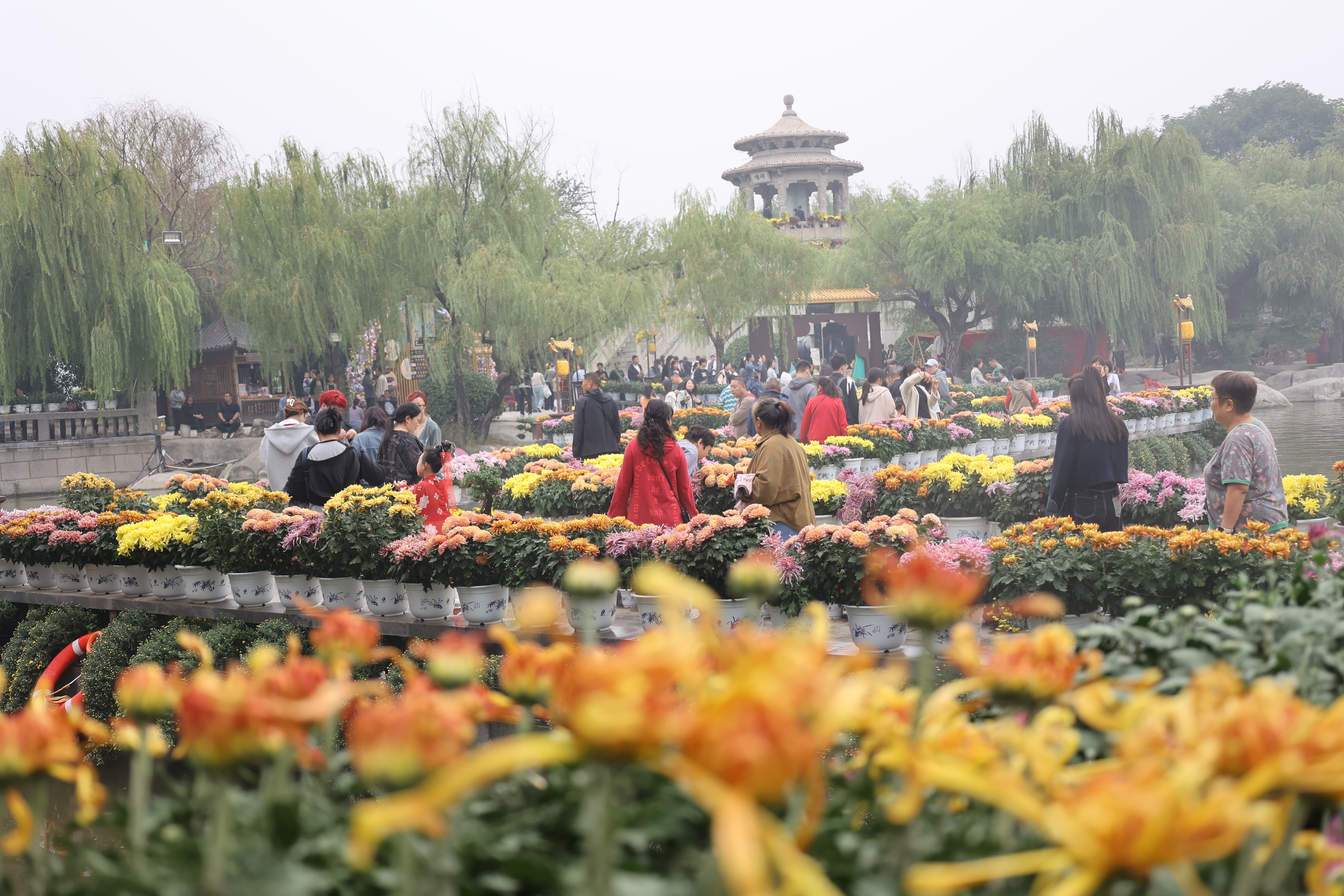 近日，开封各景区为游客准备了菊花盛宴，用一盆盆形态各异的精品菊花，让游客感受古城菊文化的独特魅力。全媒体记者 石斐 摄