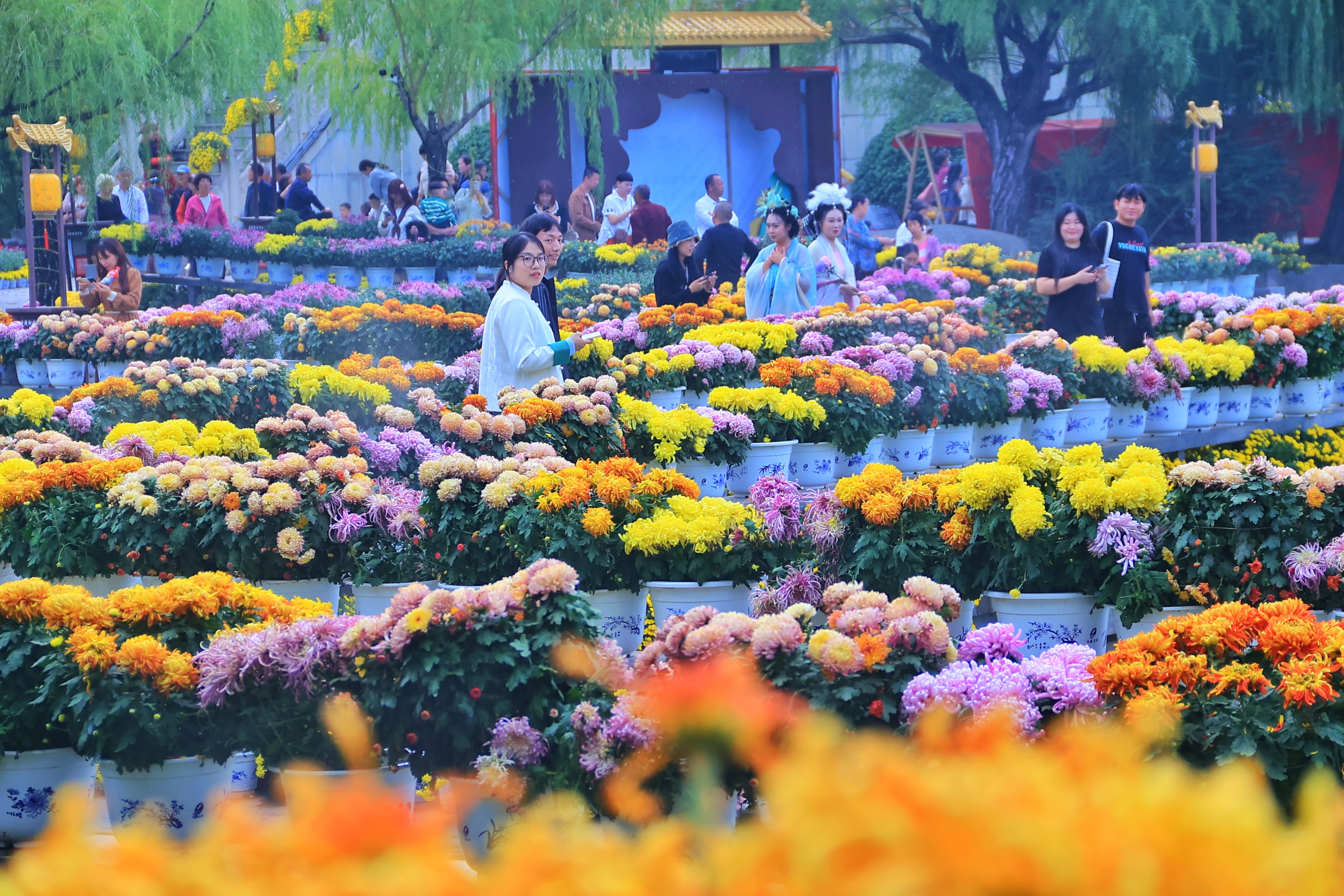 10月16日，众多游客在中国翰园碑林景区欣赏菊花，感受开封菊韵。全媒体记者 李浩 摄