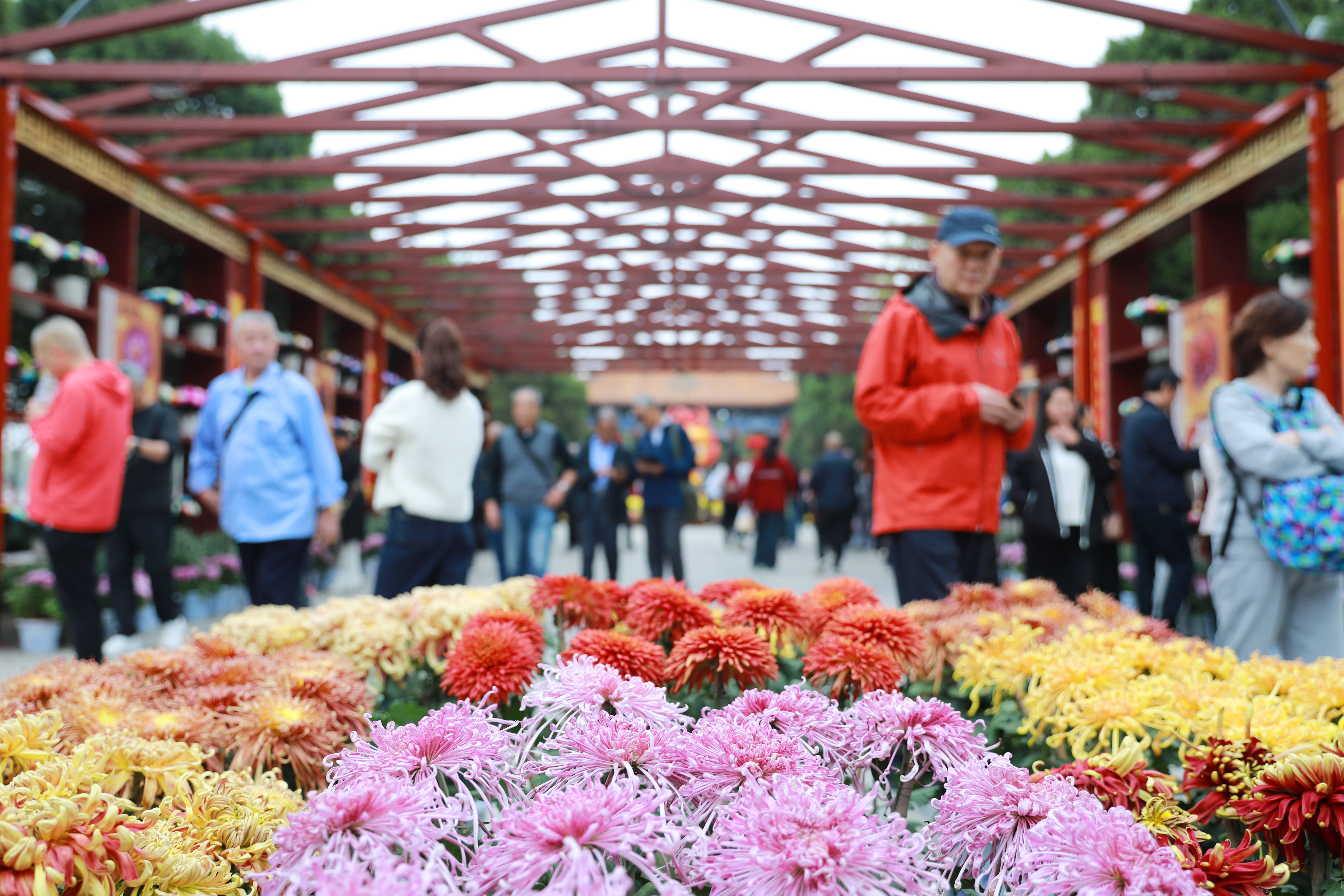 10月17日，开封景区内菊花品种琳琅满目，姿态万千，前来赏菊的游客络绎不绝，欢声笑语回荡其中。全媒体记者 姜菡 摄