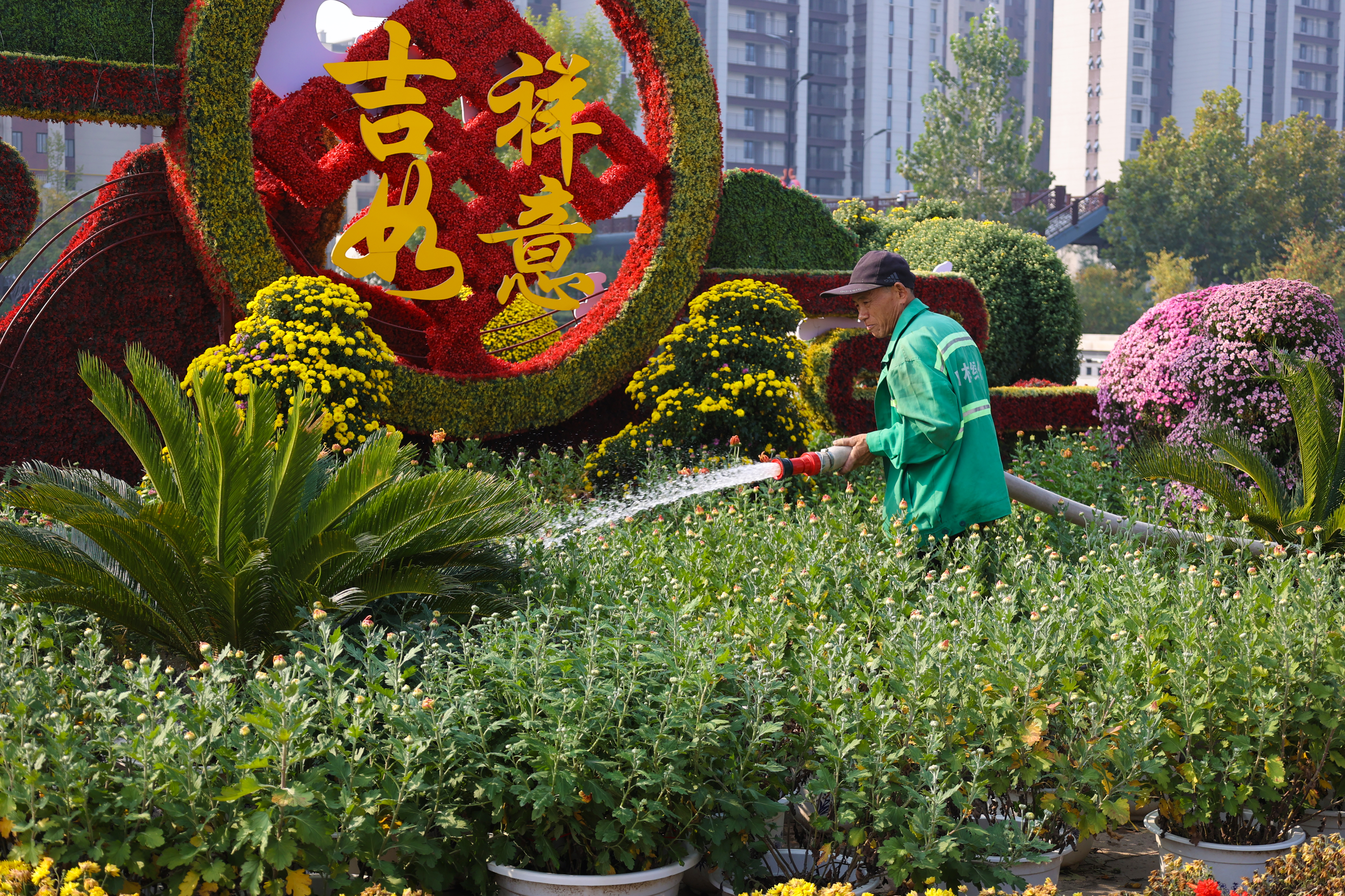 10月29日，绿化工人在东京大道浇灌菊花景观，让花儿时刻保持水分，开得更艳，给游客、市民带来视觉盛宴。全媒体记者 石斐 摄