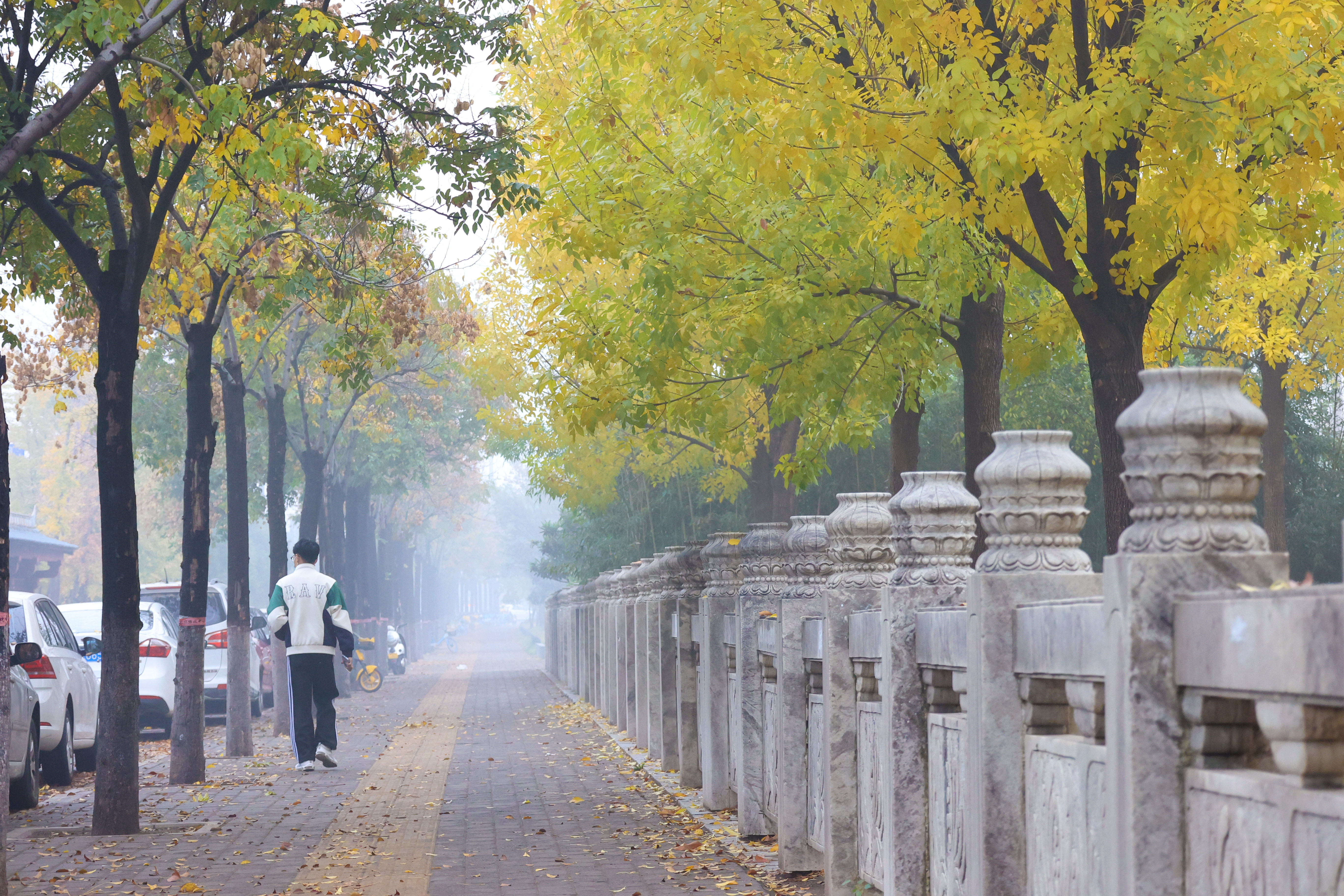 11月13日，雨后的古城街头、公园色彩斑斓，美不胜收，叽叽喳喳的鸟叫声不绝于耳，顿时增添了几分意境之美。全媒体记者 石斐 摄