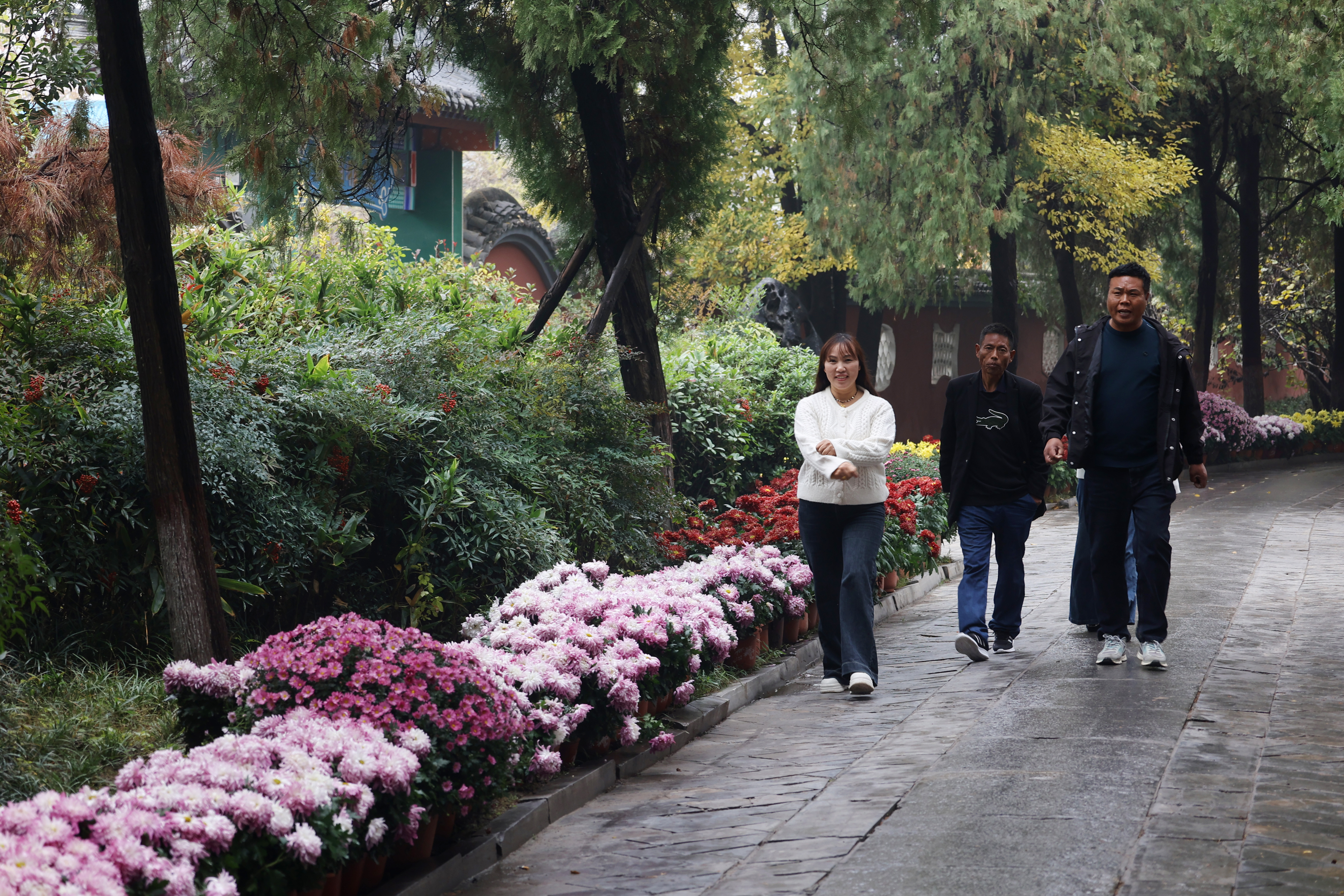 11月14日，烟雨蒙蒙的龙亭大殿更显庄严、神秘，游客们在初冬季节，欣赏着盛开的菊花，好不惬意。全媒体记者袁洋摄