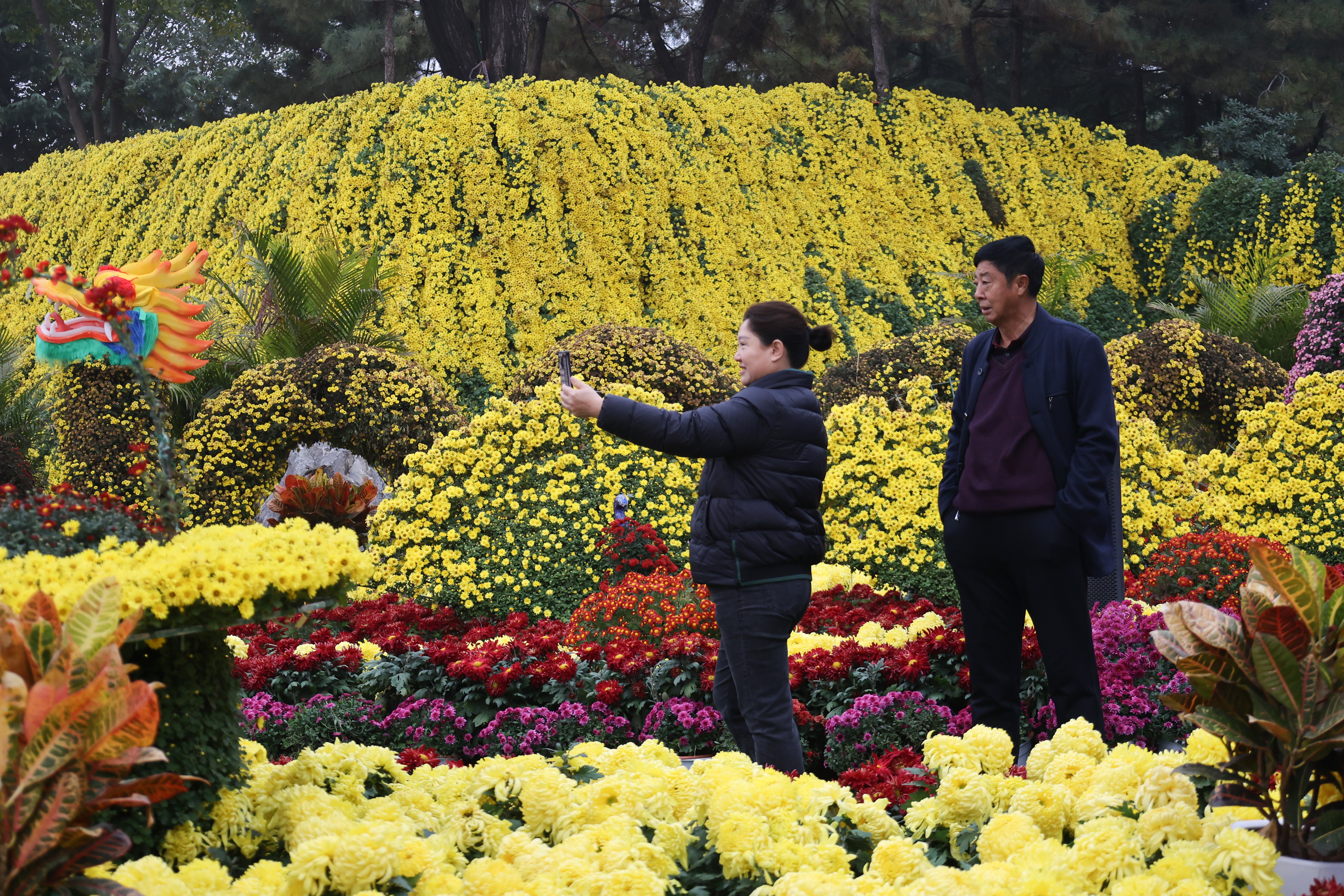 11月15日，初冬时节，古城金菊芬芳，不少游客前来打卡，置身花海，享受冬日的浪漫。全媒体记者 石斐摄