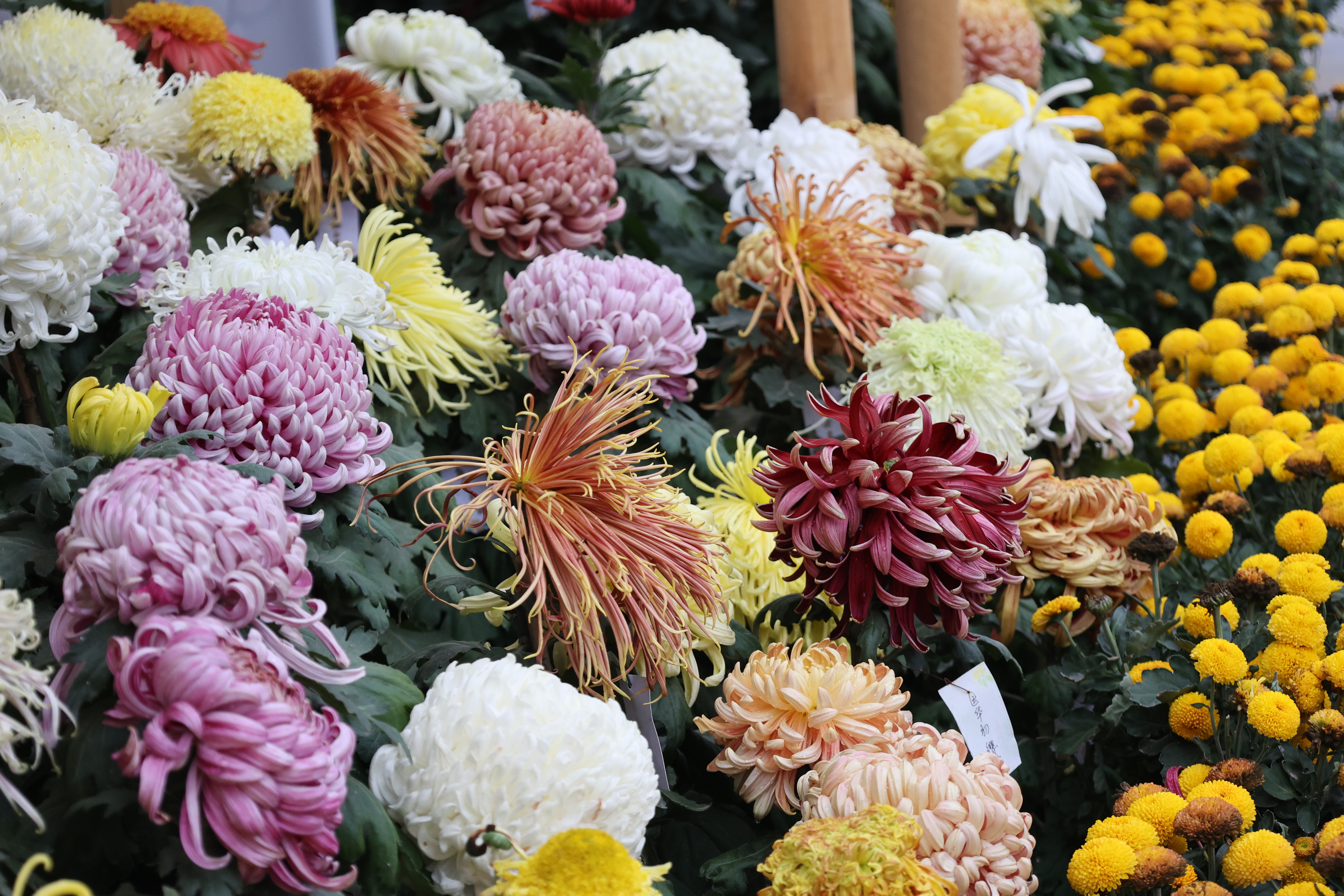 11月15日，初冬时节，古城金菊芬芳，不少游客前来打卡，置身花海，享受冬日的浪漫。全媒体记者 石斐摄