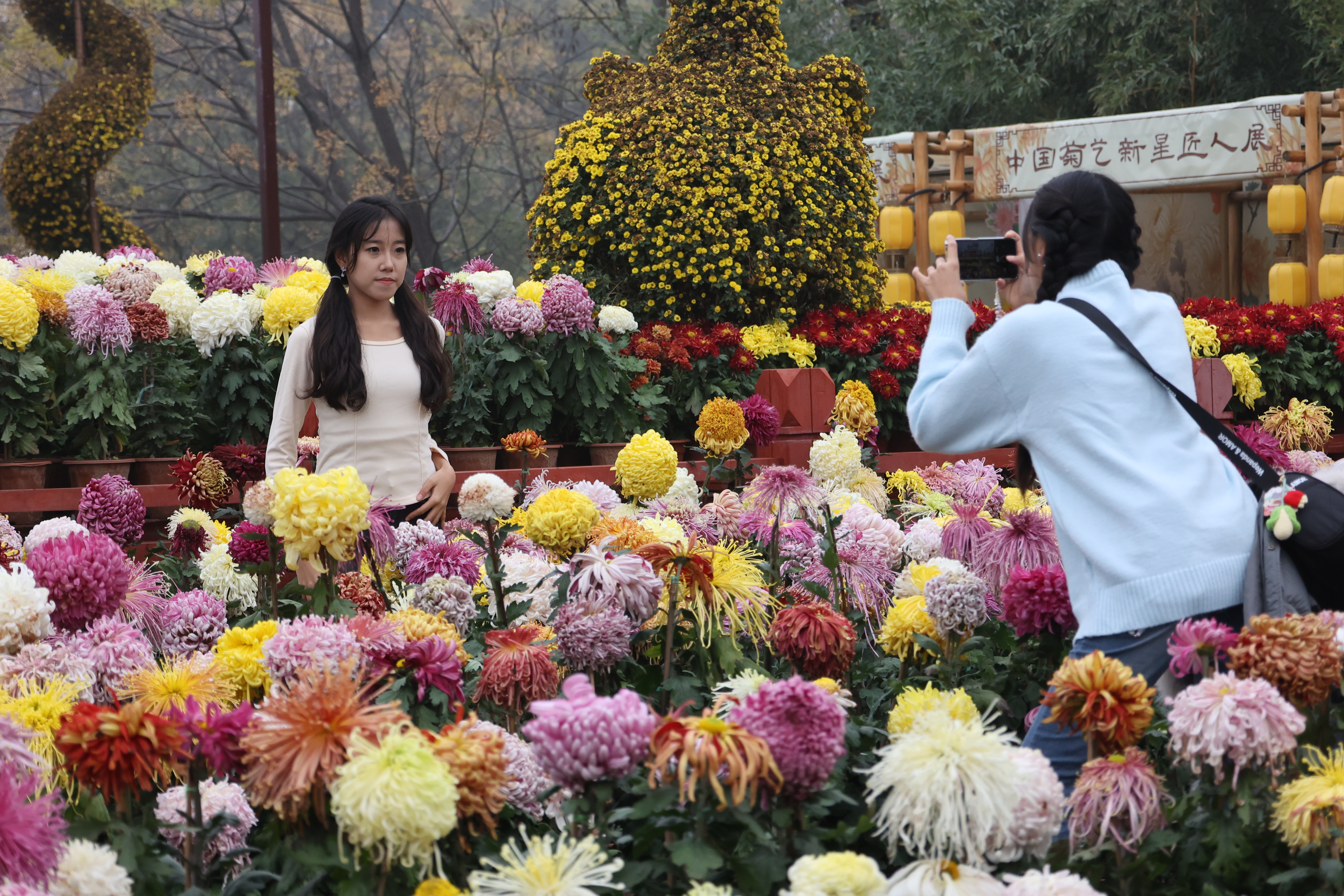 11月15日，初冬时节，古城金菊芬芳，不少游客前来打卡，置身花海，享受冬日的浪漫。全媒体记者 石斐摄