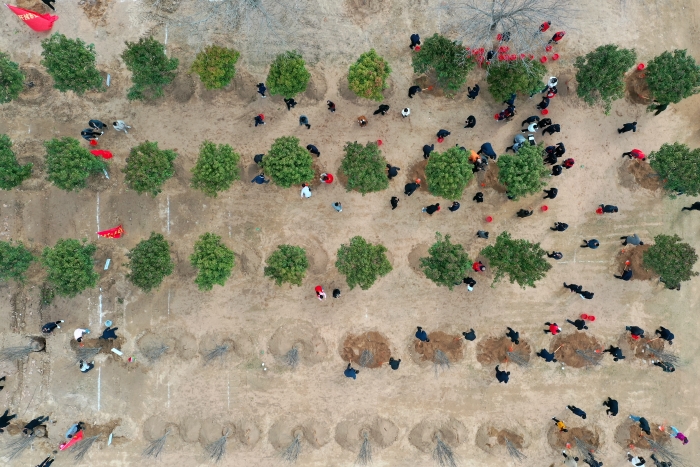 3月12日植樹節，開封市直機關單位在十三大街熱火朝天地開展春季全民義務植樹活動，挖坑、扶苗、培土、澆水......現場一派繁忙景象。全媒體記者 石斐 攝