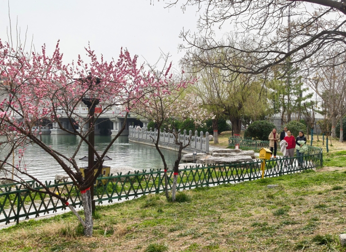 进入春季，开封御河两岸各种花盛开，吸引市民和游客驻足拍照，为城市街头增添一抹靓丽。全媒体记者 袁洋 摄