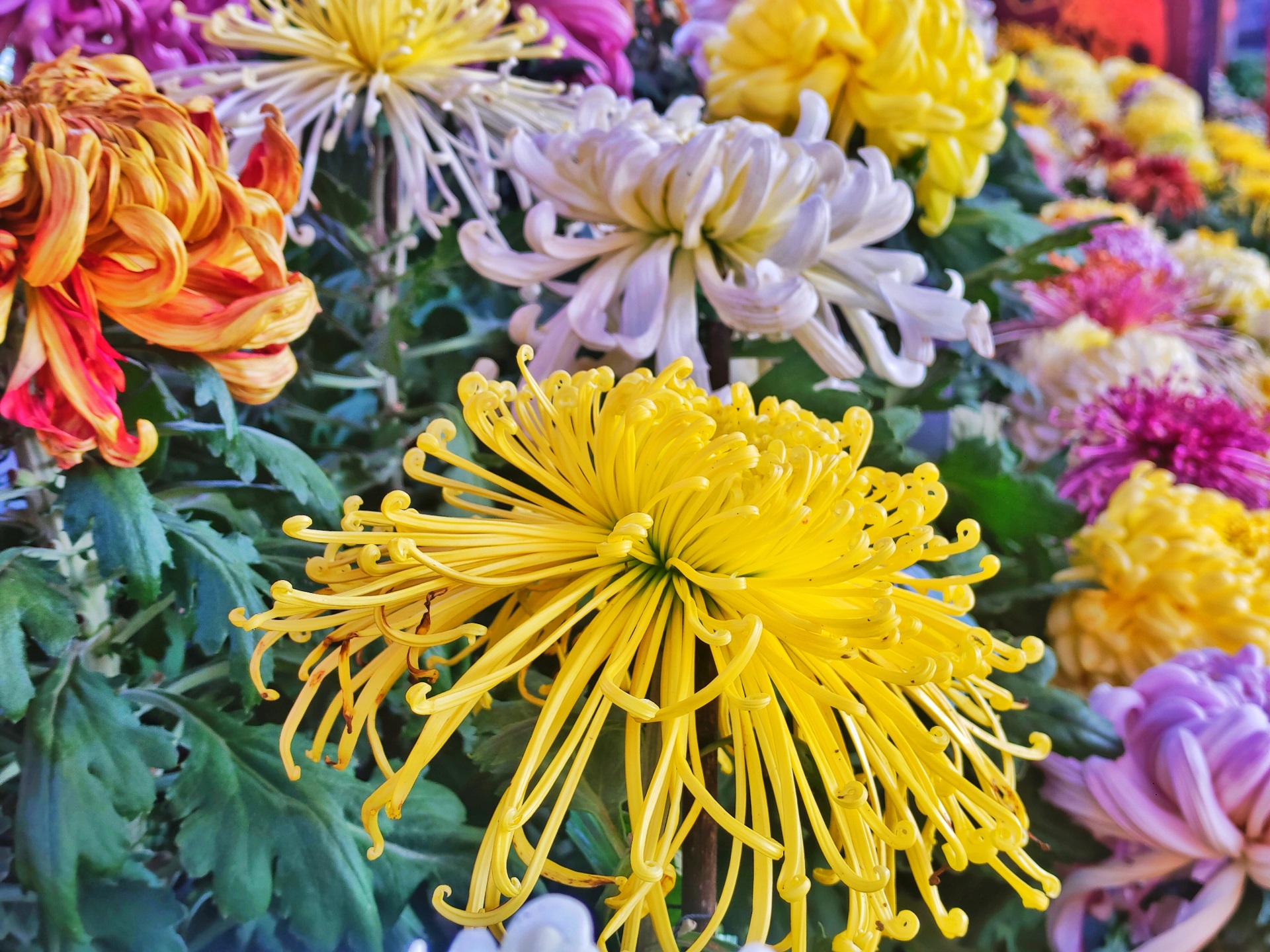 10月14日，天气晴朗，气温回升，菊花竞相开放，景区里各种品类的菊花吸引了众多游客游玩赏菊。全媒体记者 李浩 摄