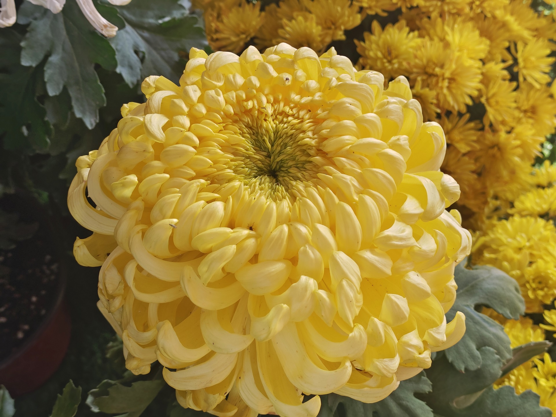 10月14日，天气晴朗，气温回升，菊花竞相开放，景区里各种品类的菊花吸引了众多游客游玩赏菊。全媒体记者 李浩 摄