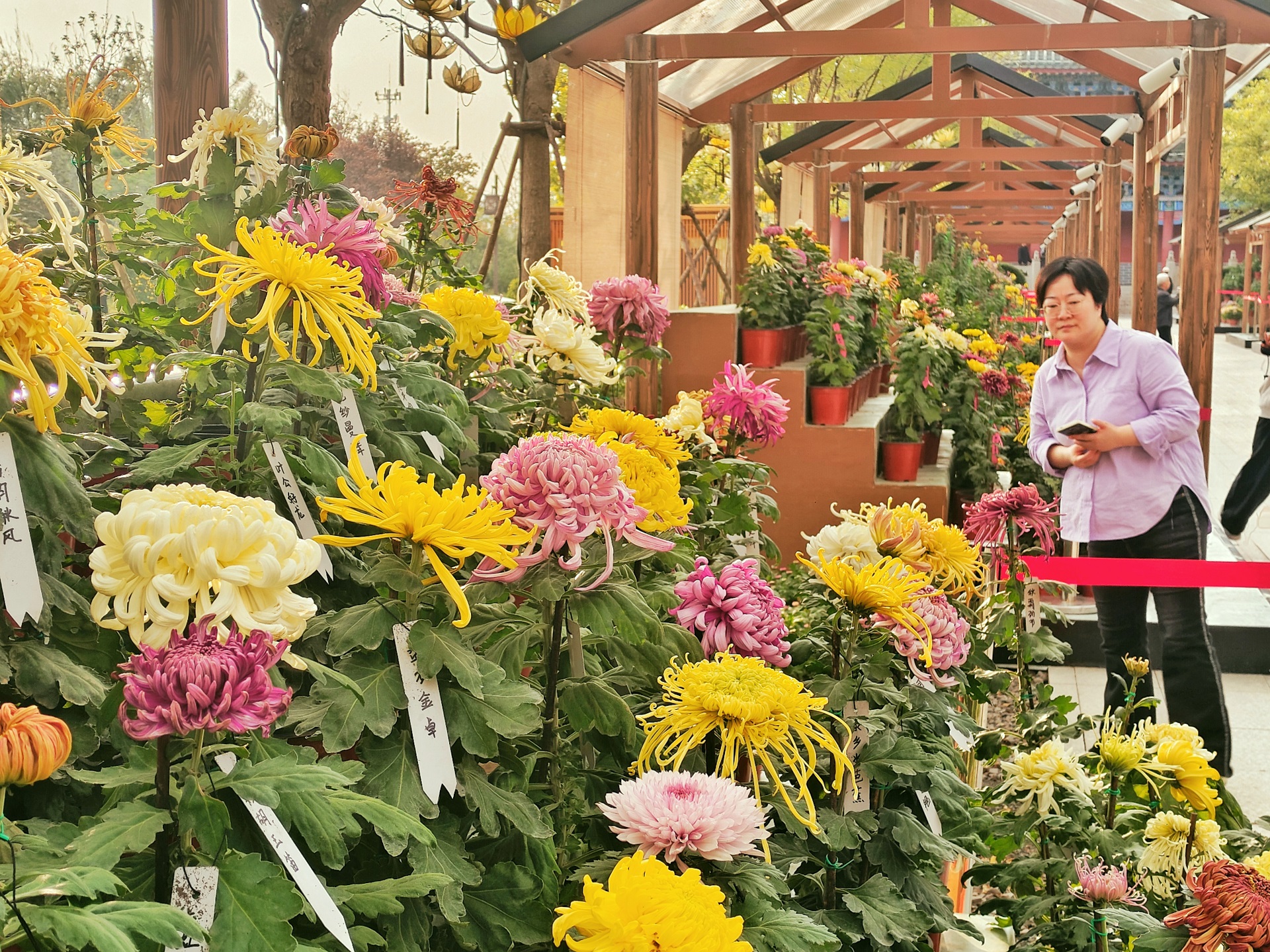 10月15日，开封景区里的菊花怒放，各种颜色的菊花交织，相互衬托，美不胜收。全媒体记者 李浩 摄