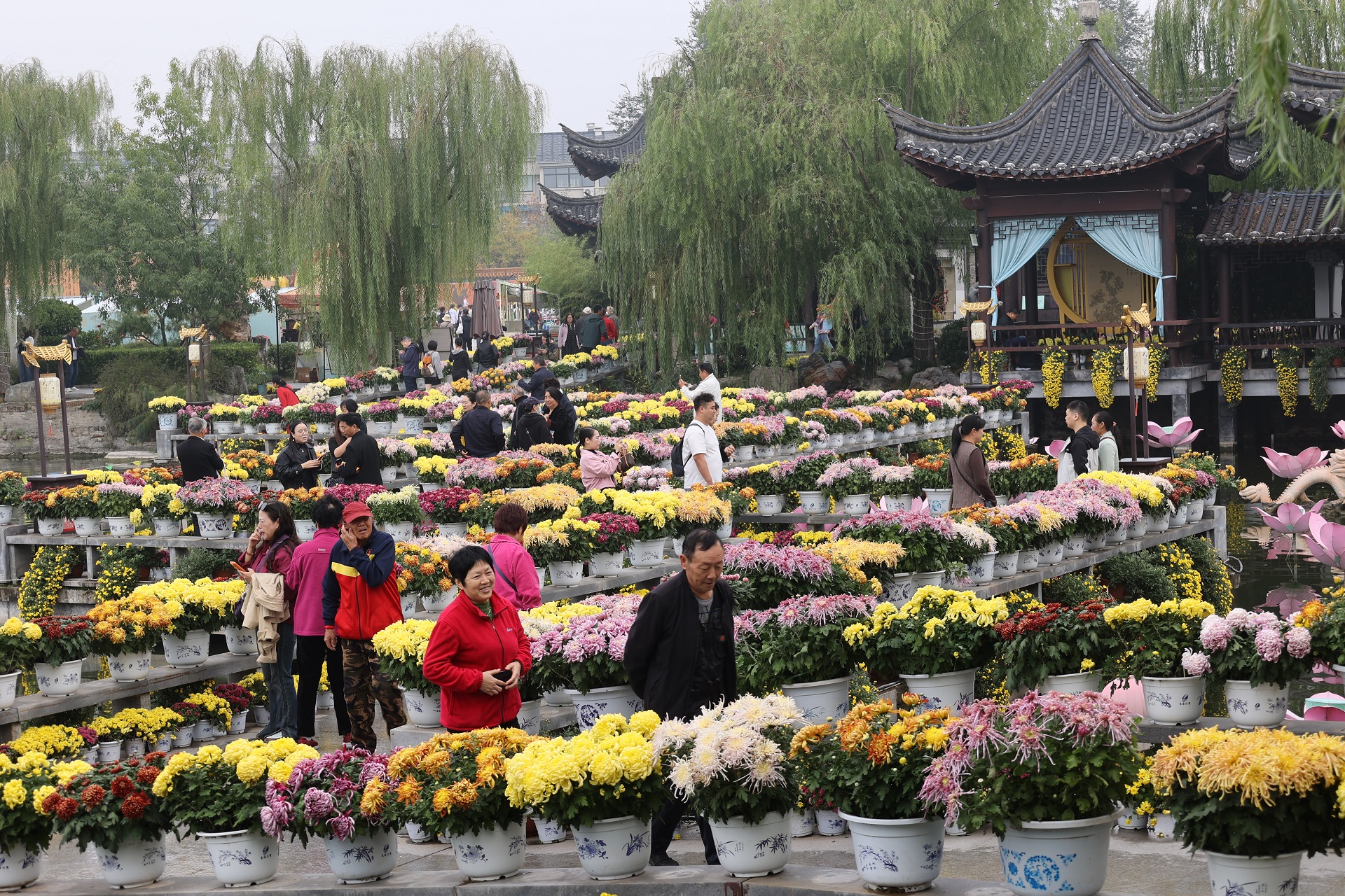 10月16日，古城菊花争相盛开，芬芳四溢，令人陶醉，不少游客来到古城领略秋日里的花事盛宴。全媒体记者 石斐 摄